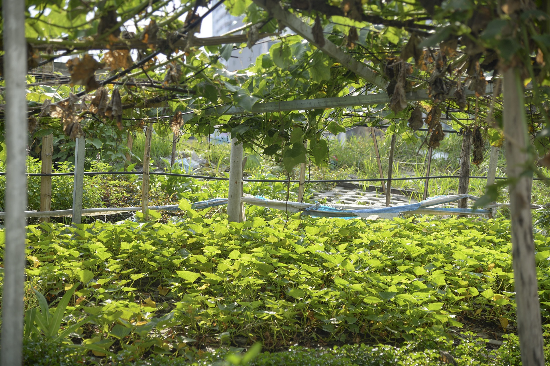 Nguoi thu do trong rau anh 6