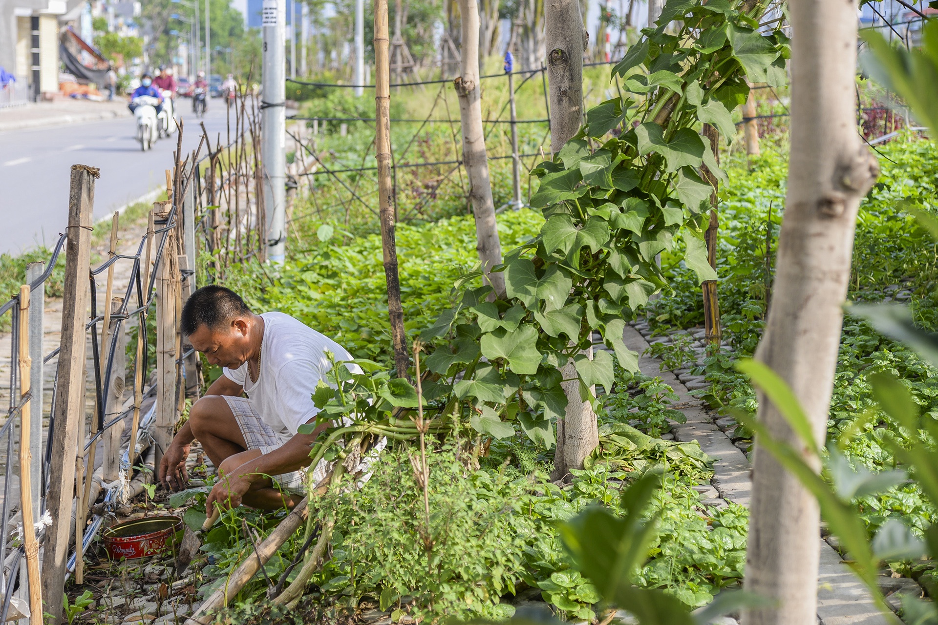 Nguoi thu do trong rau anh 8