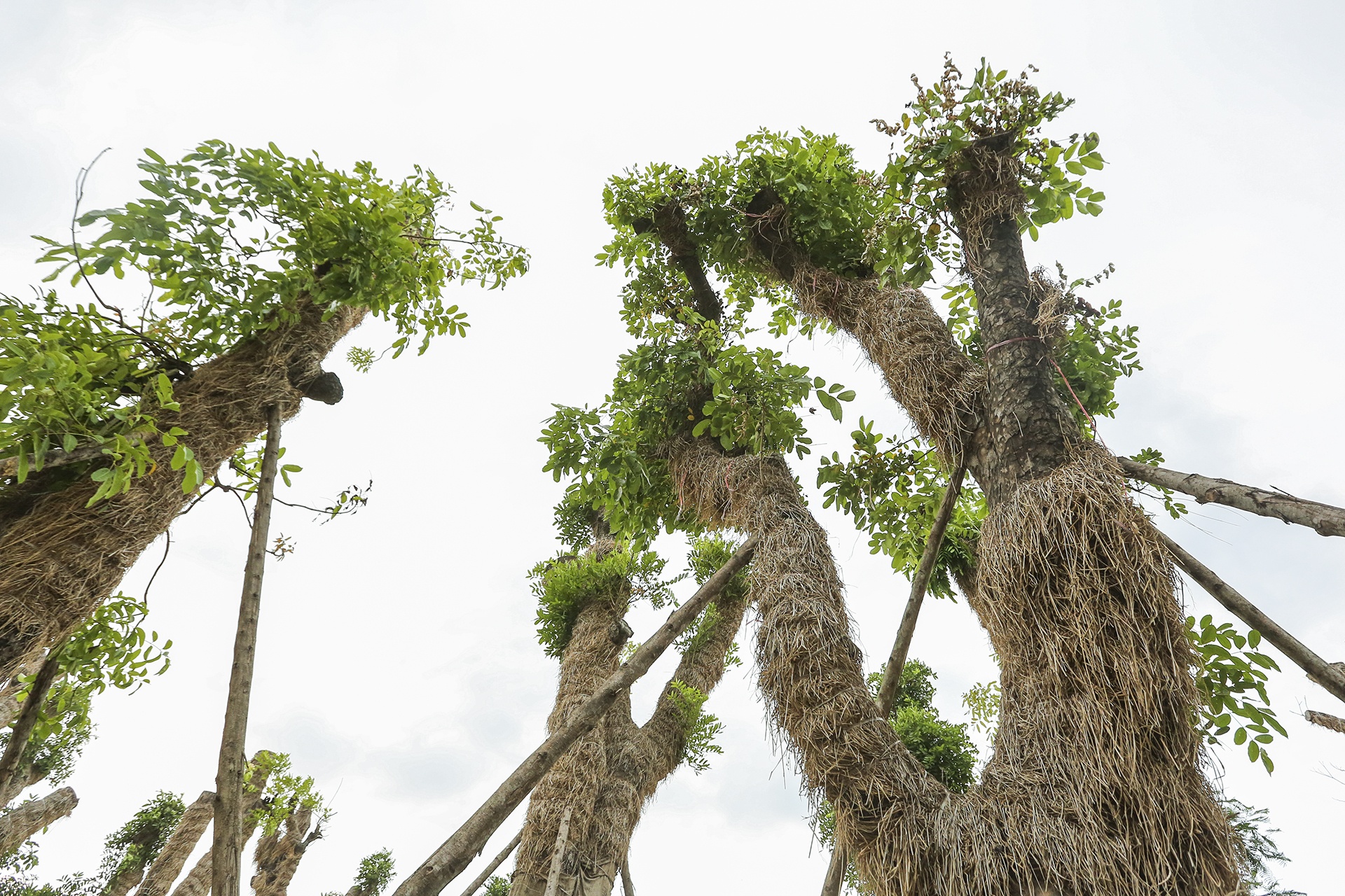 cay Kim Ma di doi da phat trien anh 10