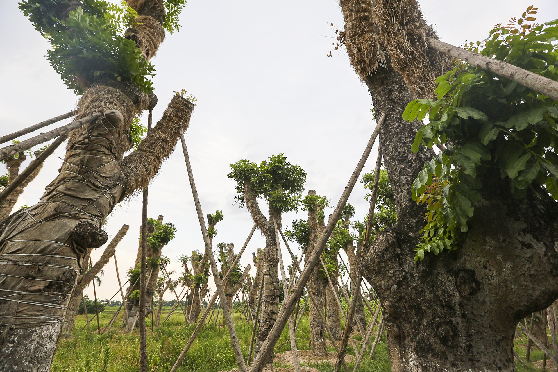 cay Kim Ma di doi da phat trien anh 12