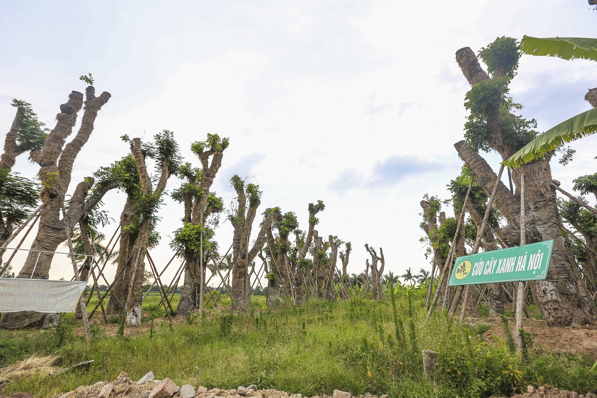 cay Kim Ma di doi da phat trien anh 1