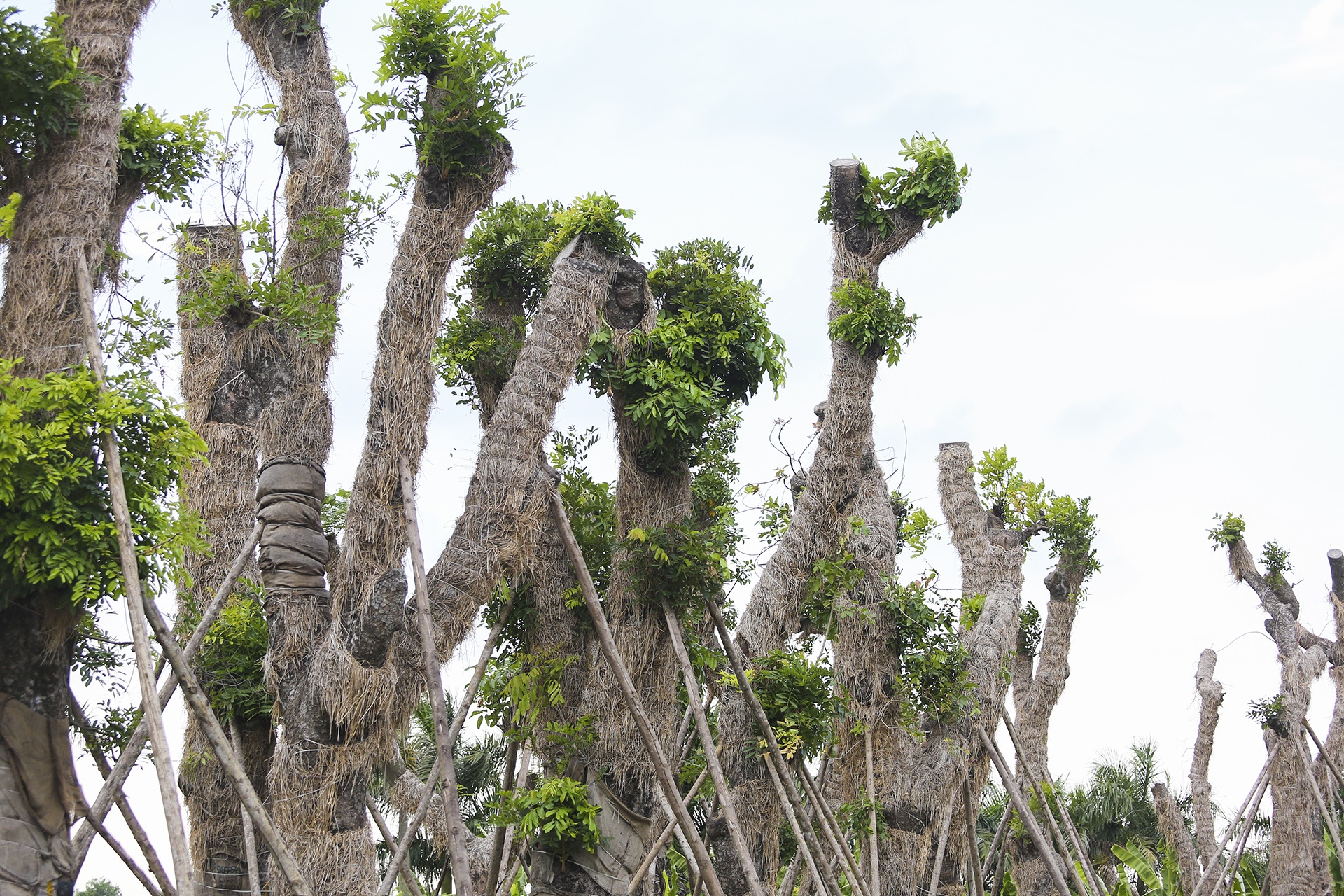 Hang cay co thu o Kim Ma duoc di doi gio ra sao hinh anh
