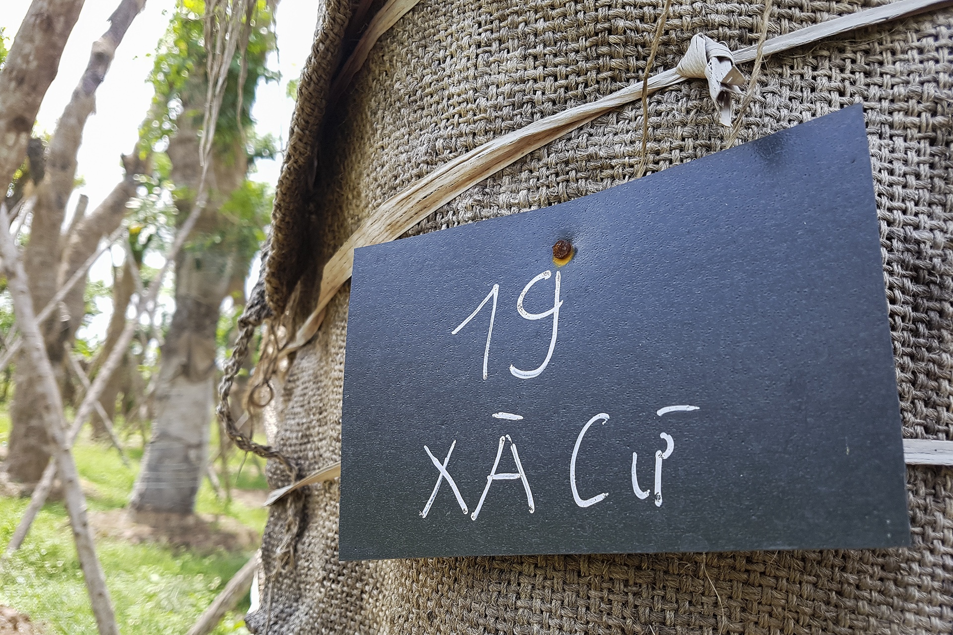 cay Kim Ma di doi da phat trien anh 3