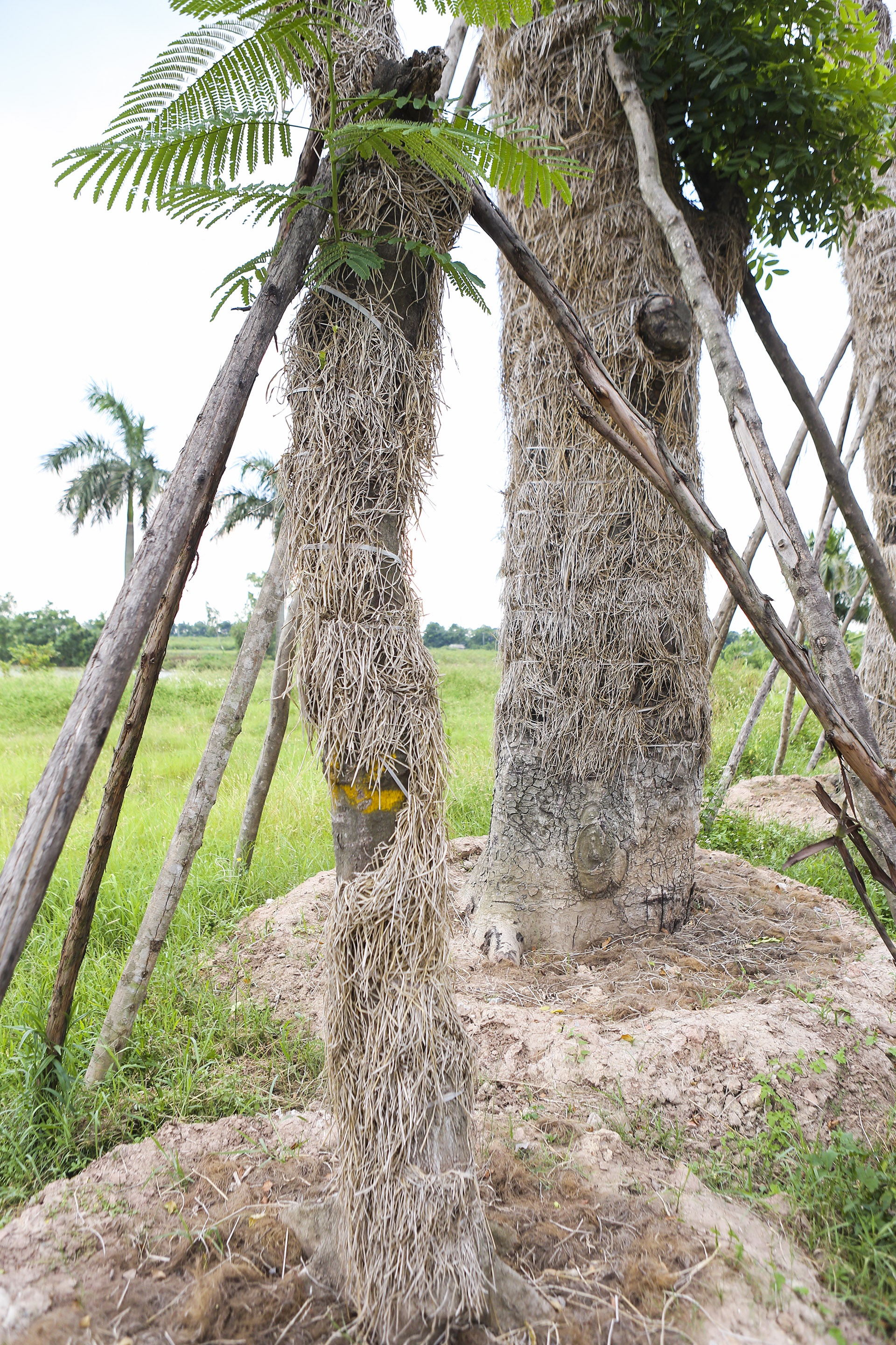 cay Kim Ma di doi da phat trien anh 4