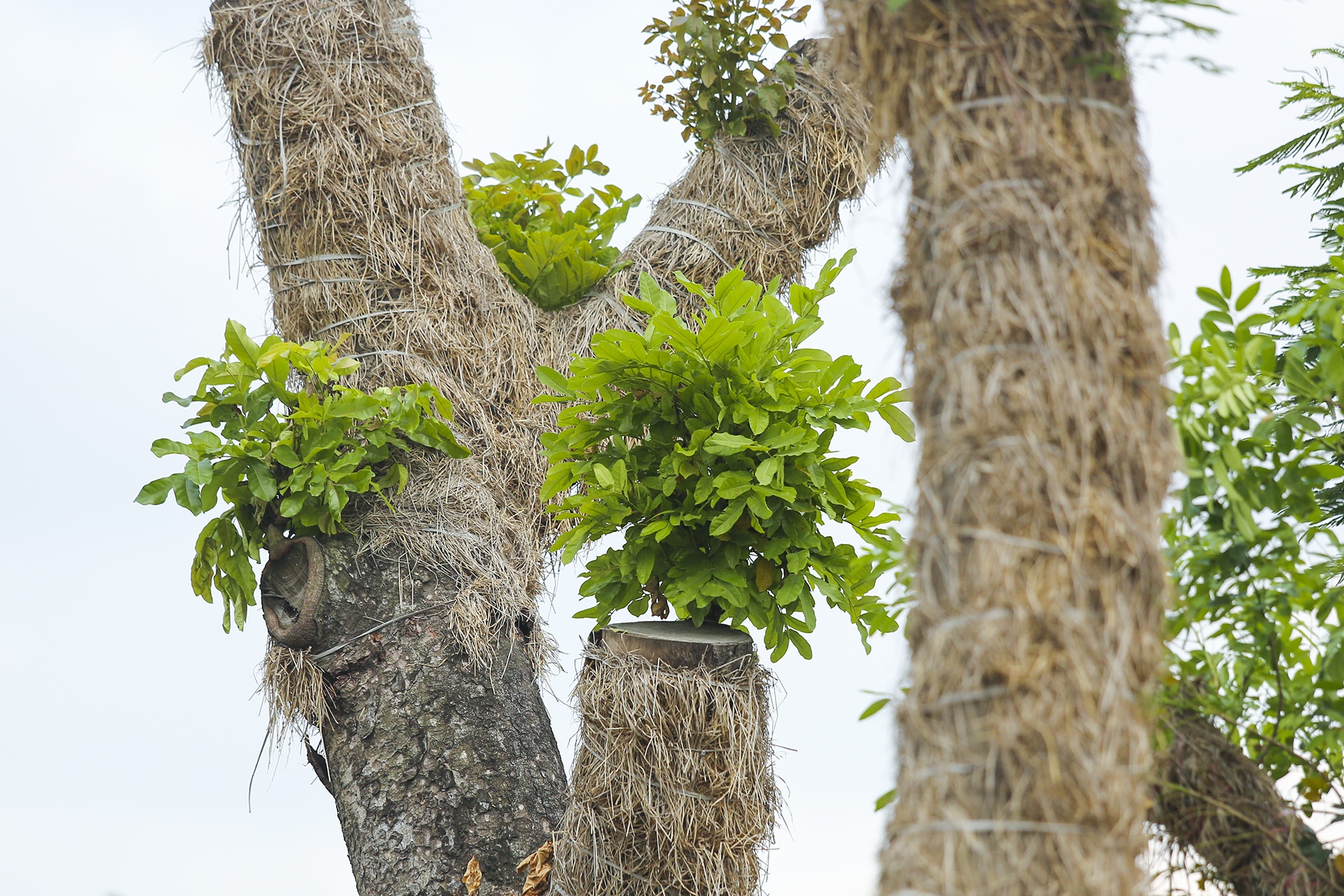 cay Kim Ma di doi da phat trien anh 5