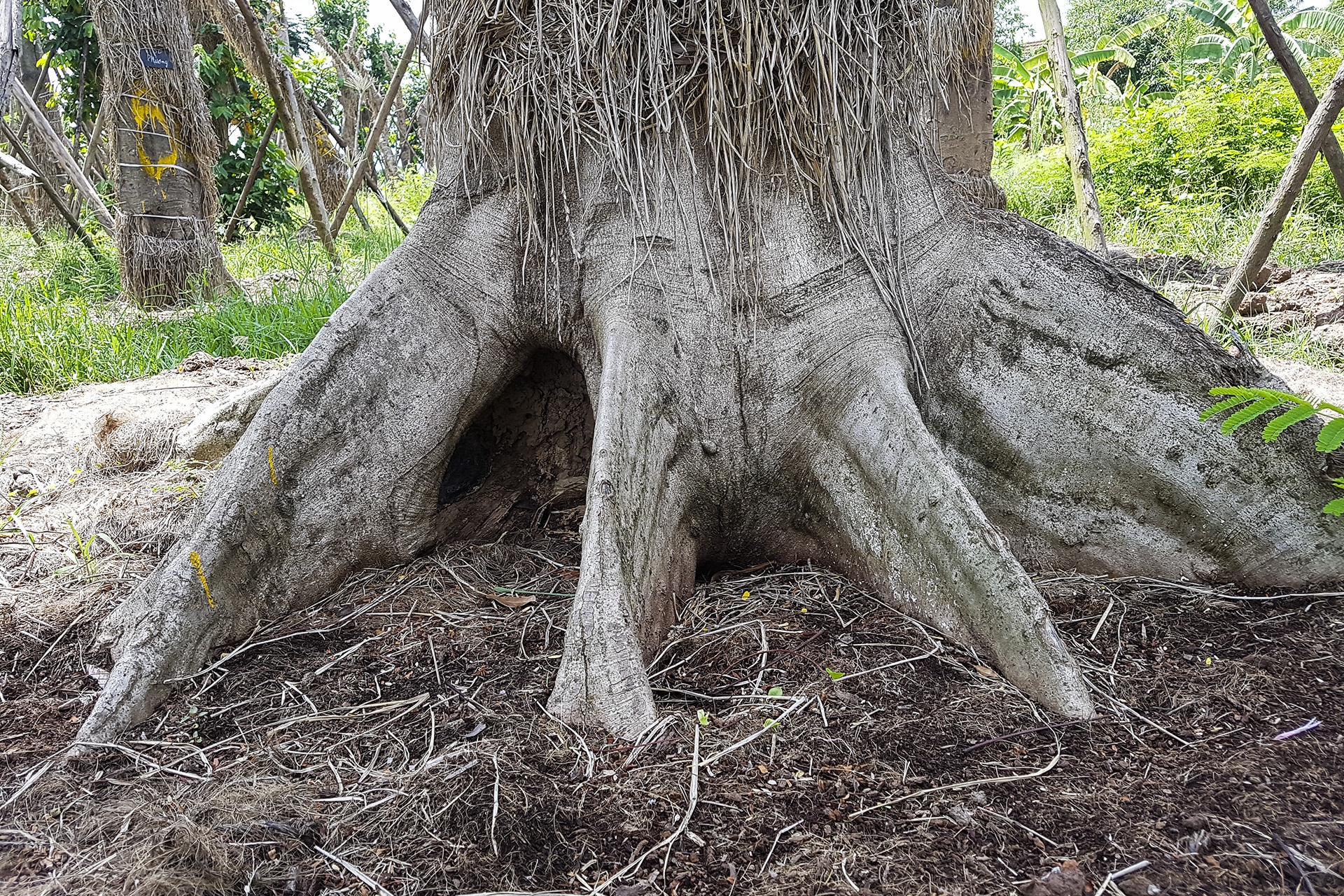 cay Kim Ma di doi da phat trien anh 6