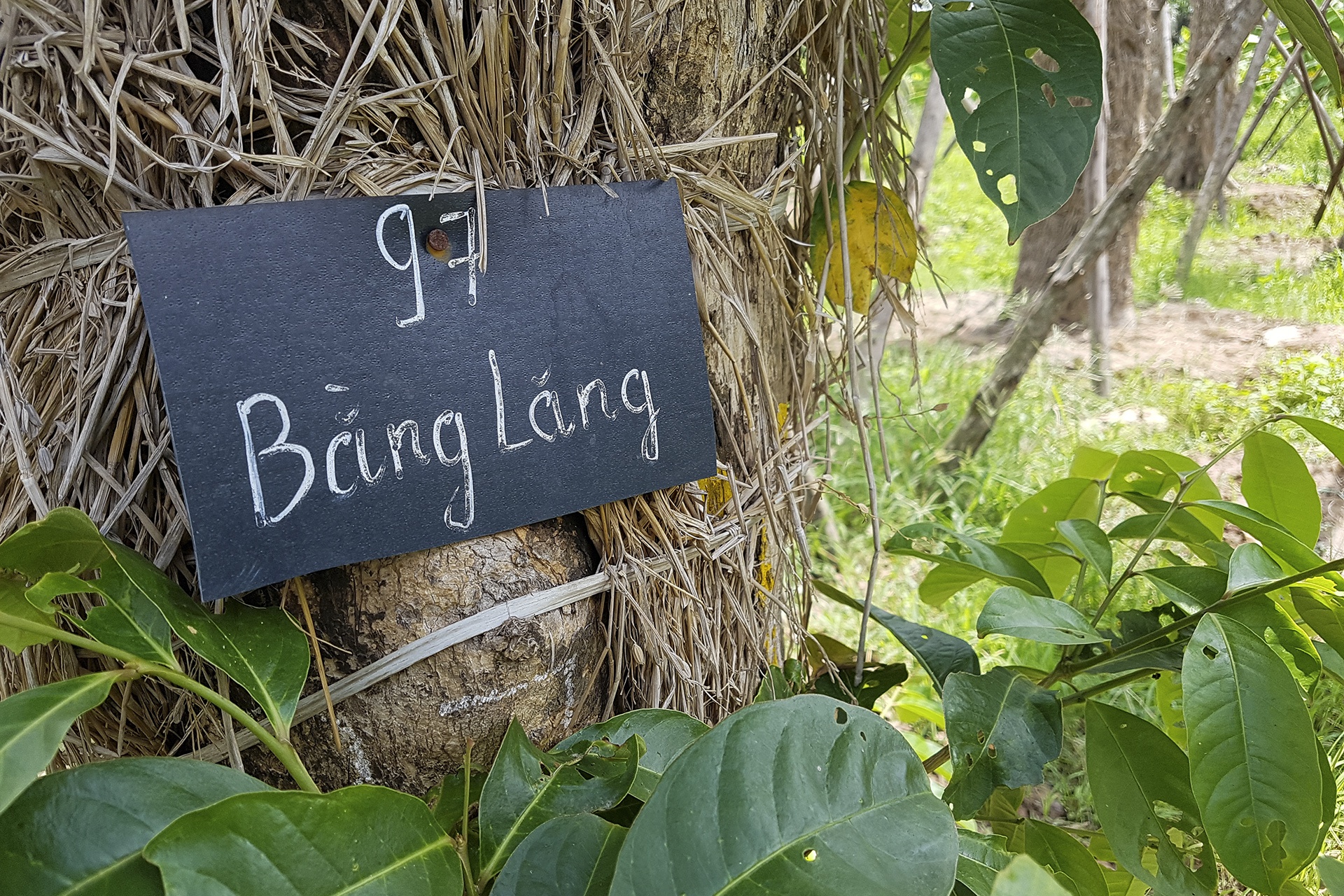 cay Kim Ma di doi da phat trien anh 7