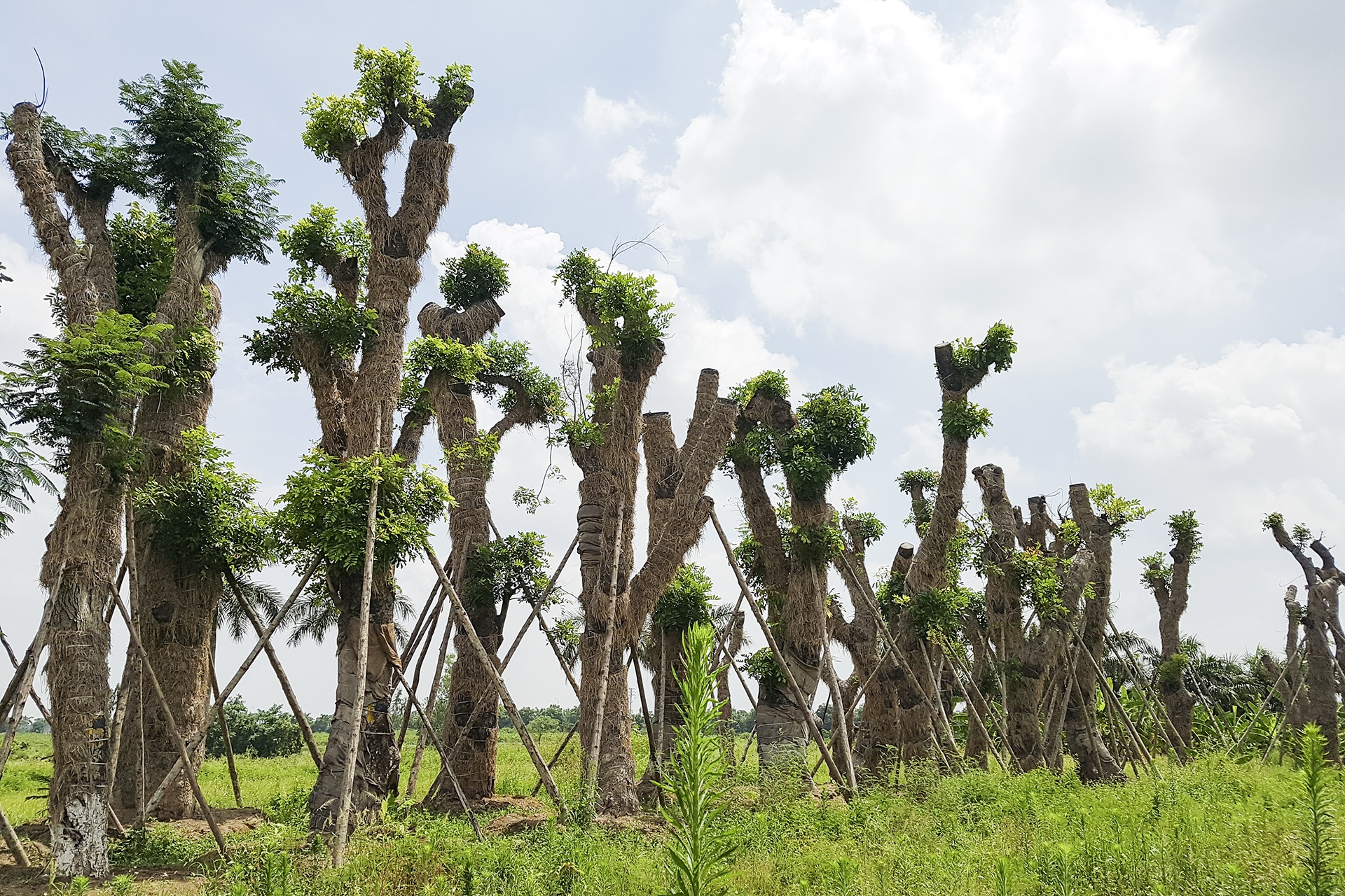 cay Kim Ma di doi da phat trien anh 8
