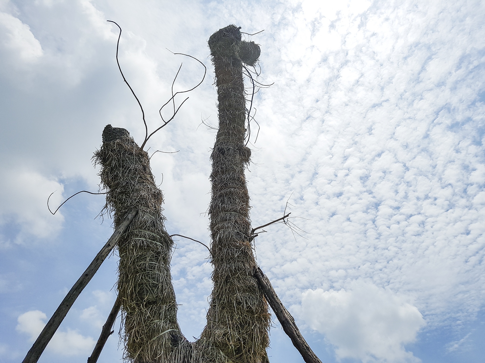 cay Kim Ma di doi da phat trien anh 9