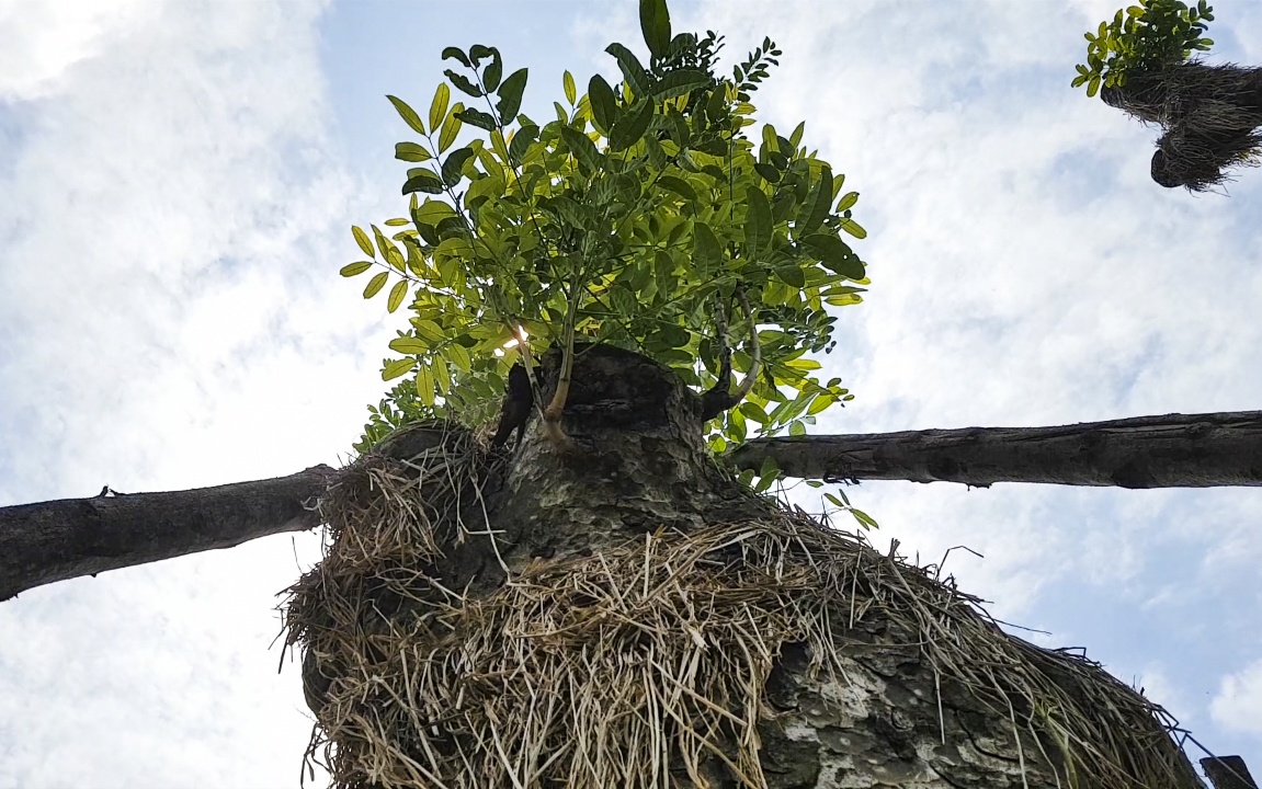 cay Kim Ma di doi da phat trien anh 11