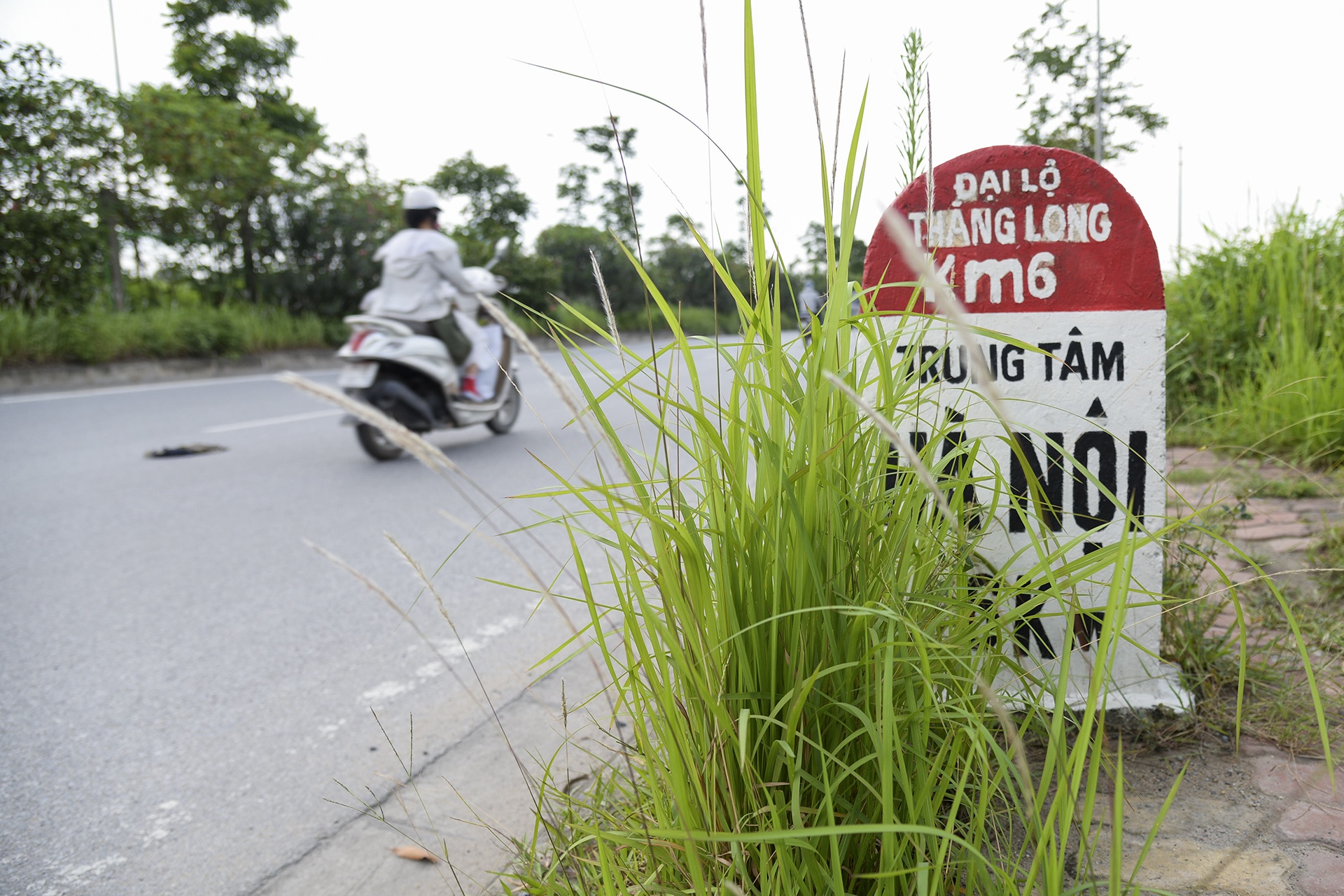 co moc dai lo thang long anh 6