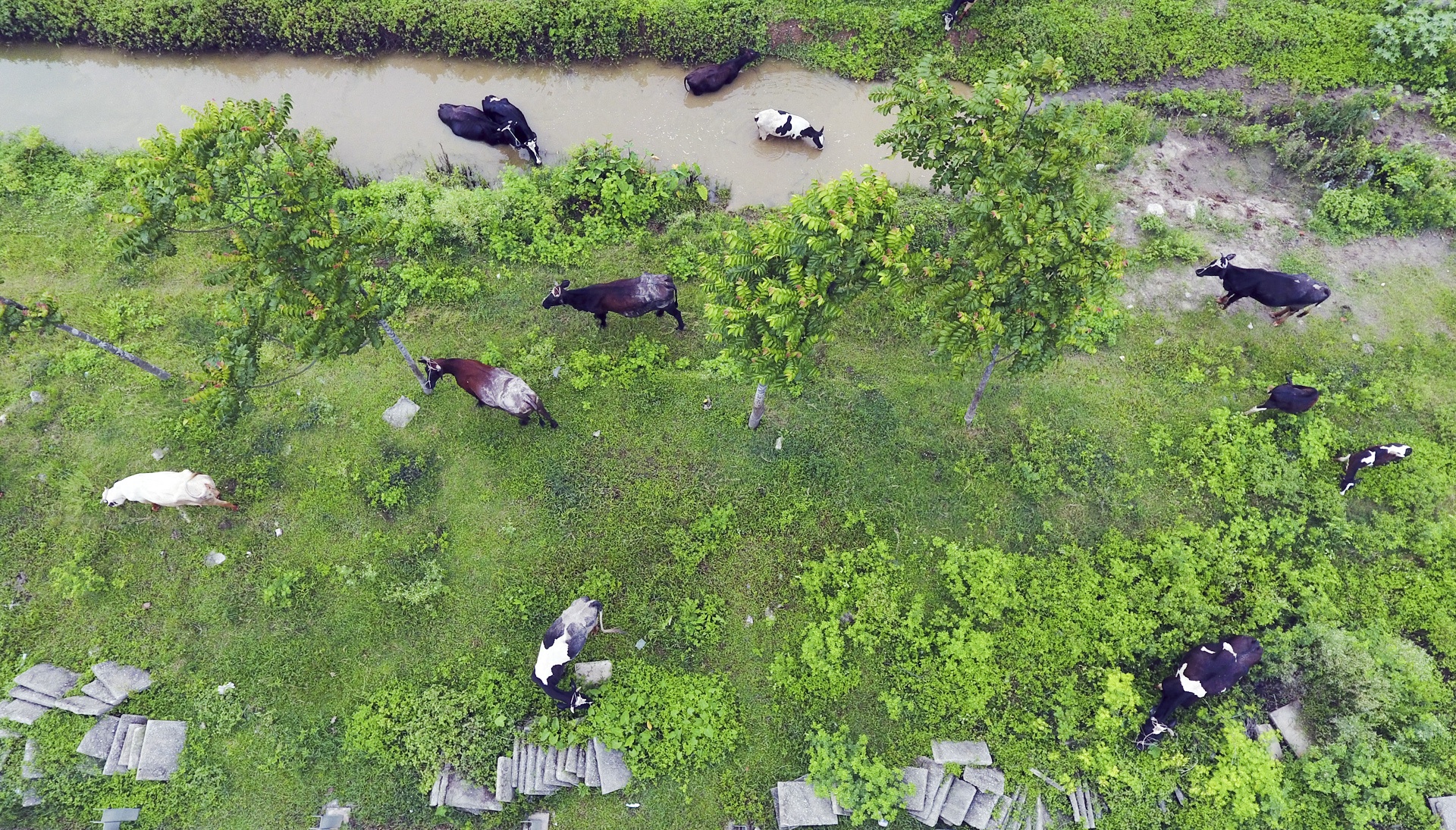 Co moc um tum o dai lo Thang Long hinh anh