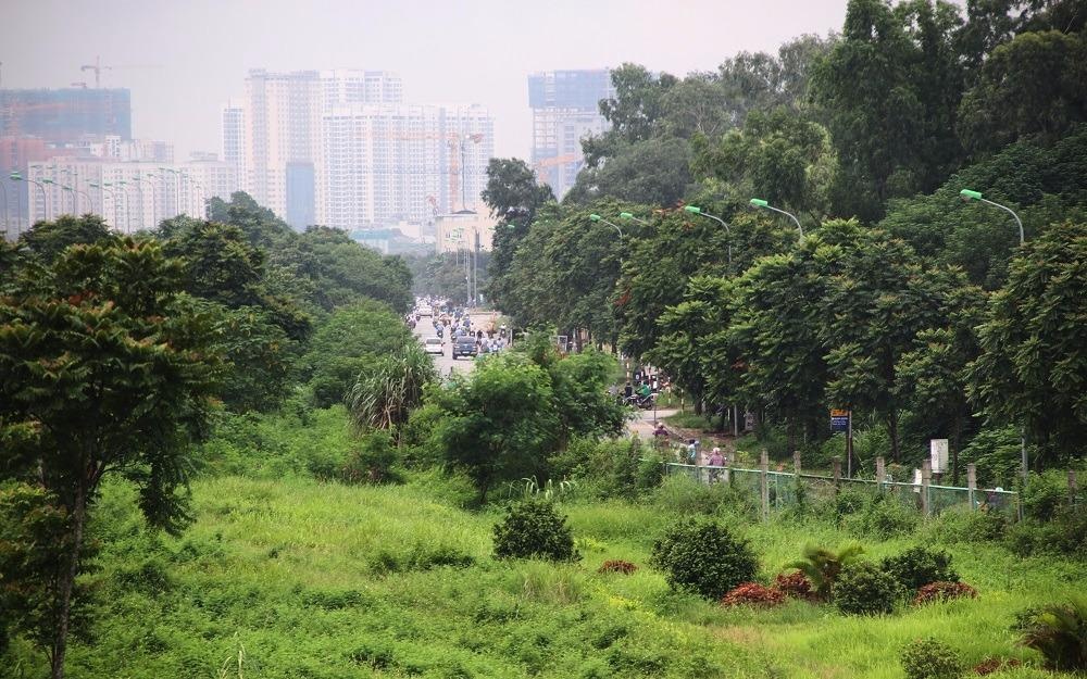 Dai lo Thang Long thanh rung sau mot nam dung chi tien cat co hinh anh