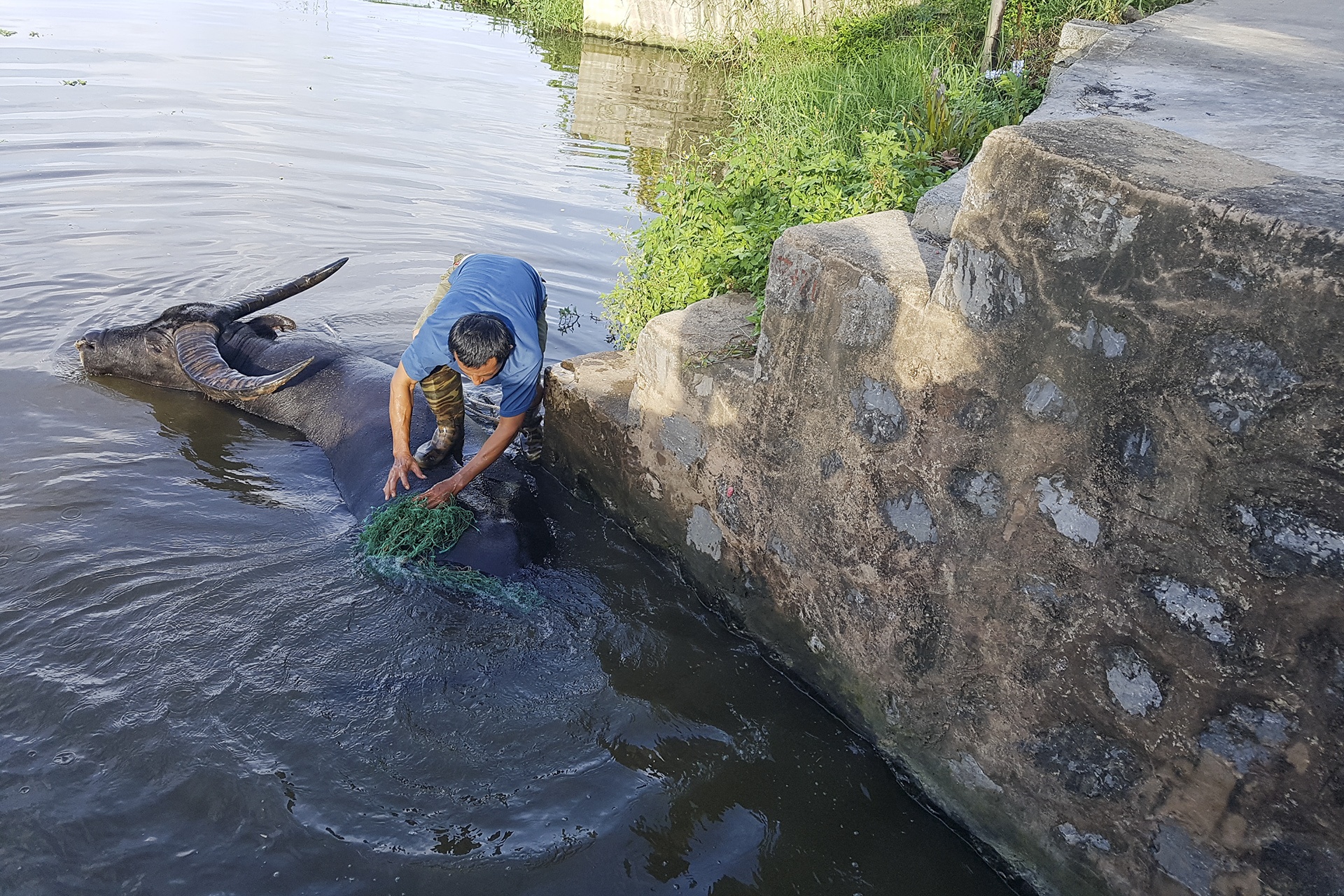 nghe nuoi trau choi o Do Son anh 10