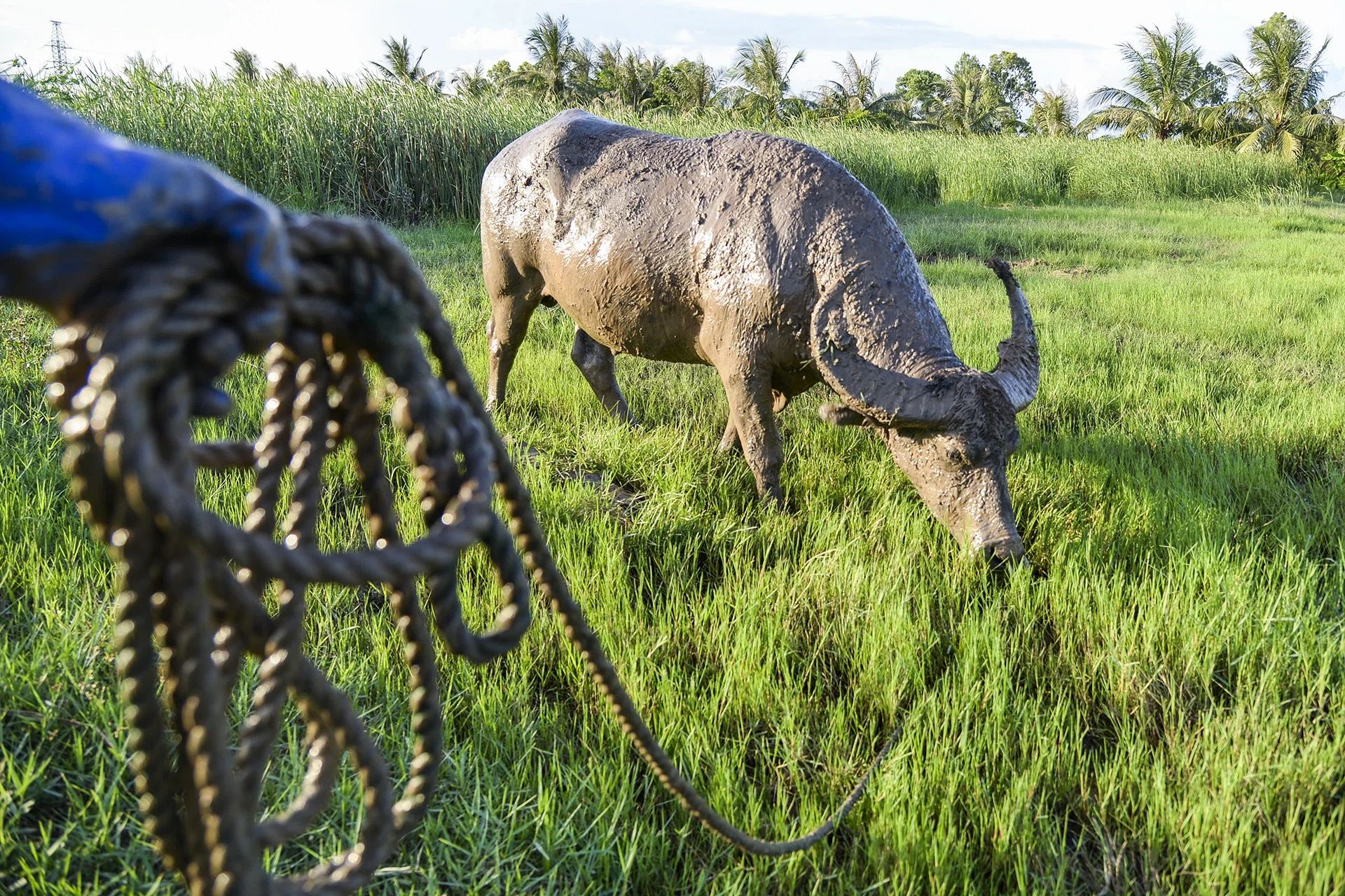 nghe nuoi trau choi o Do Son anh 11