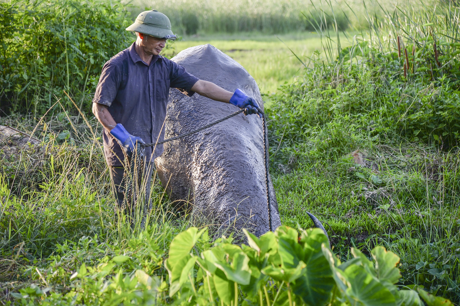 nghe nuoi trau choi o Do Son anh 2