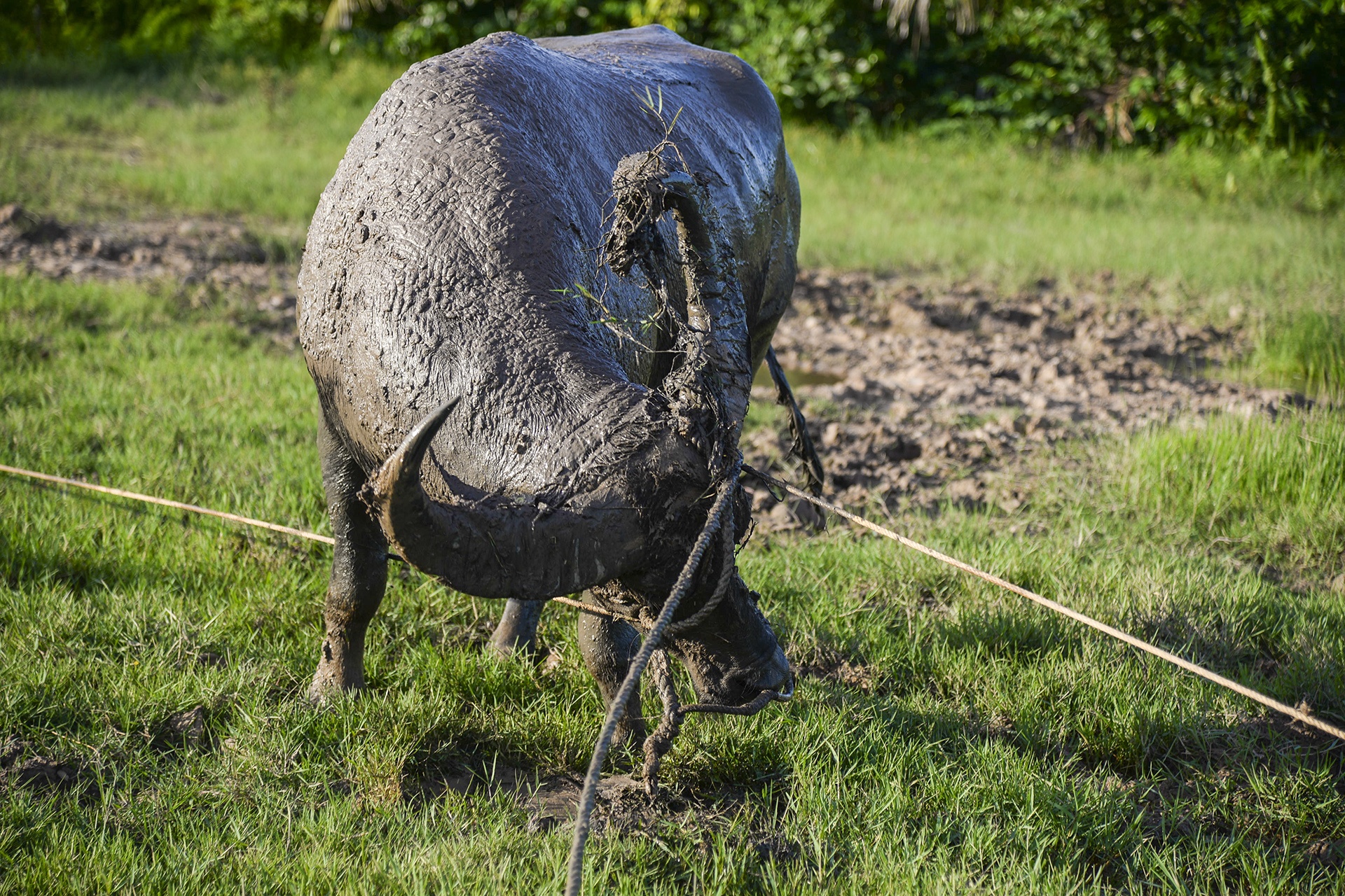 nghe nuoi trau choi o Do Son anh 3