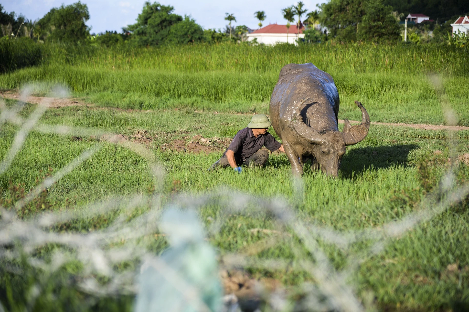 nghe nuoi trau choi o Do Son anh 4
