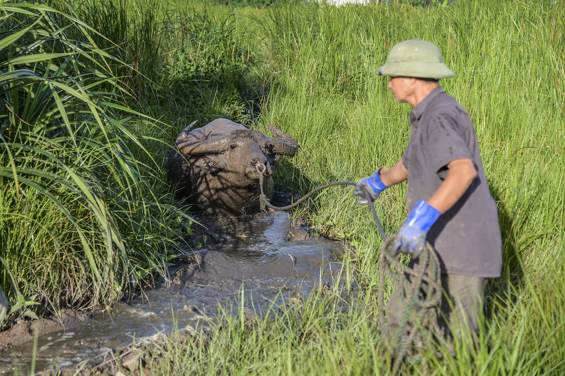 Canh nuoi trau choi o Do Son hinh anh