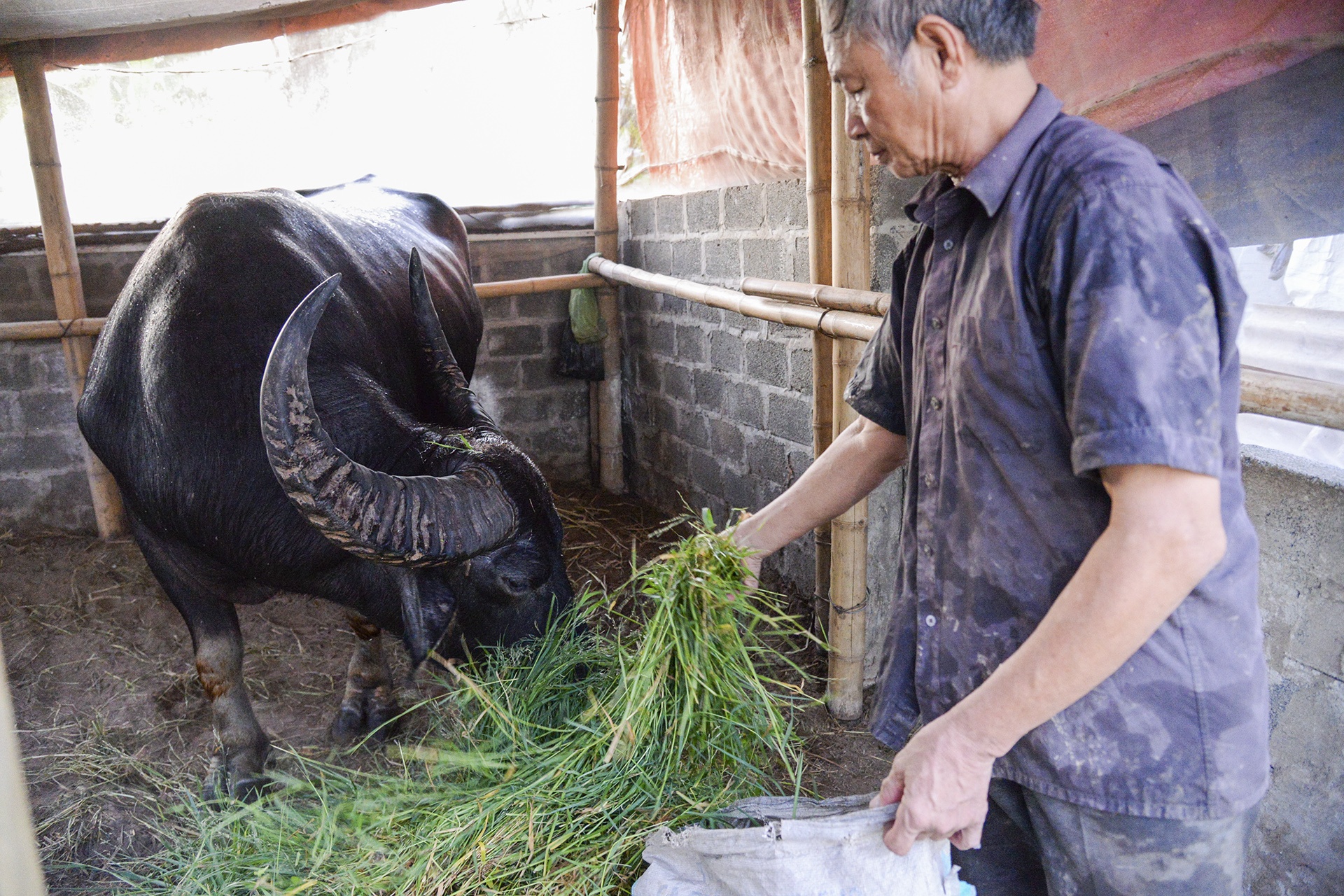 nghe nuoi trau choi o Do Son anh 6