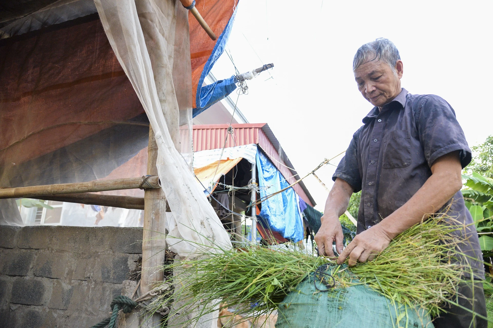 nghe nuoi trau choi o Do Son anh 7