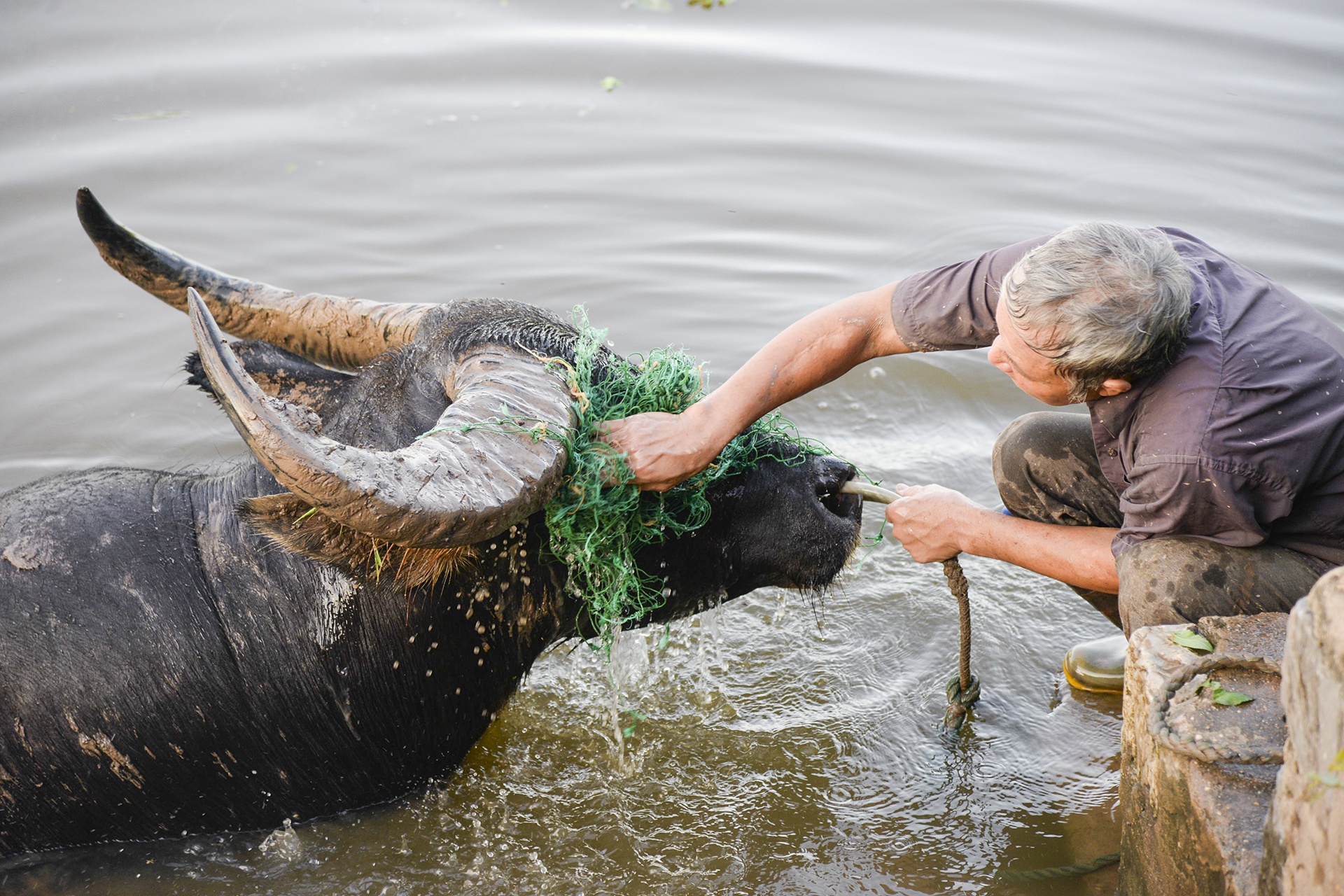 Nghe nuoi trau choi ton ca tram trieu moi nam o Do Son hinh anh
