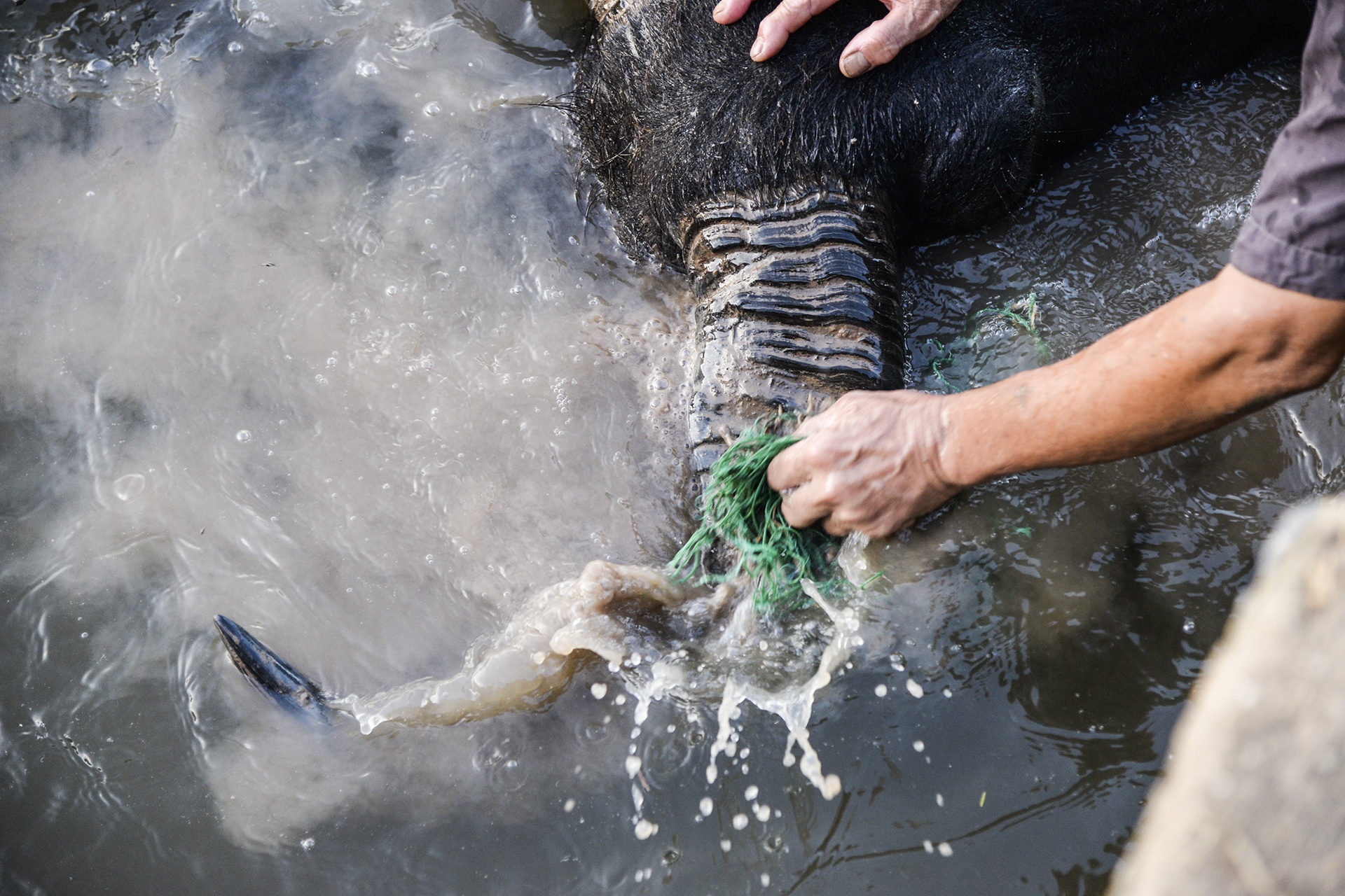 nghe nuoi trau choi o Do Son anh 9
