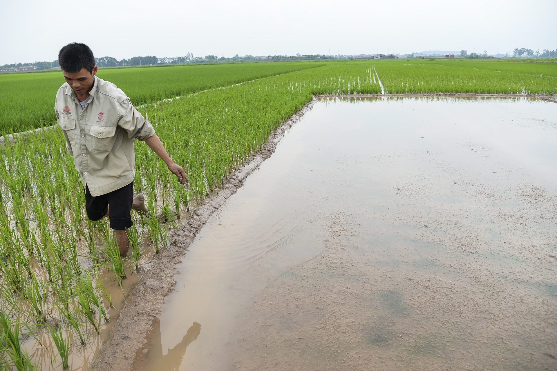 Mua ngap lam chet lua anh 11