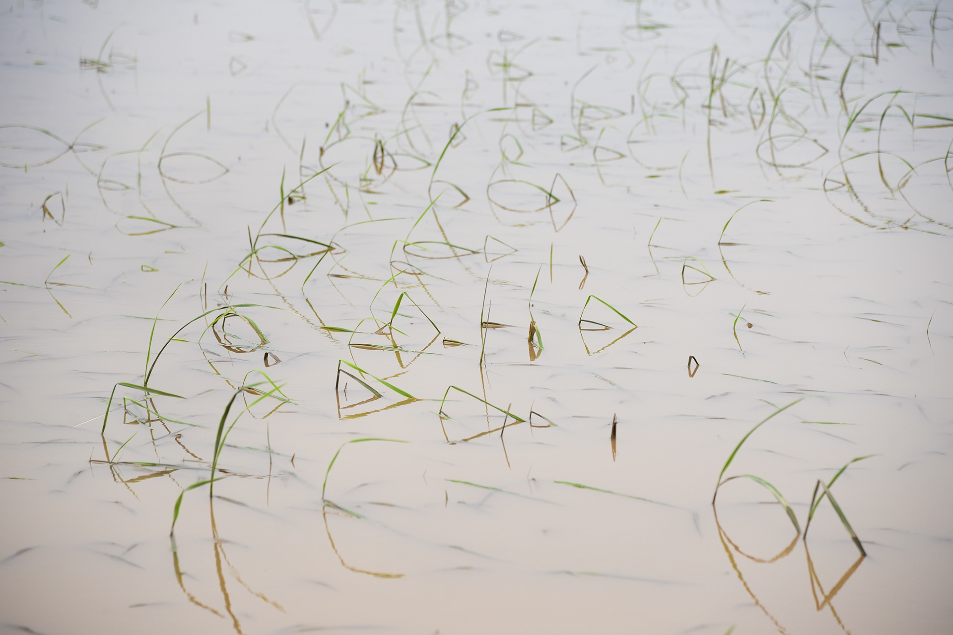 Mua lon keo dai khien hang tram ha lua bi ngap ung hinh anh