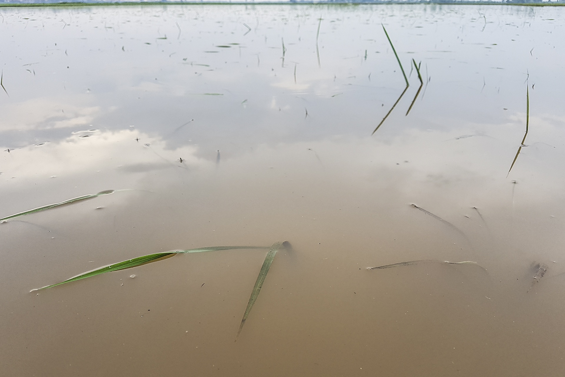 Mua ngap lam chet lua anh 2