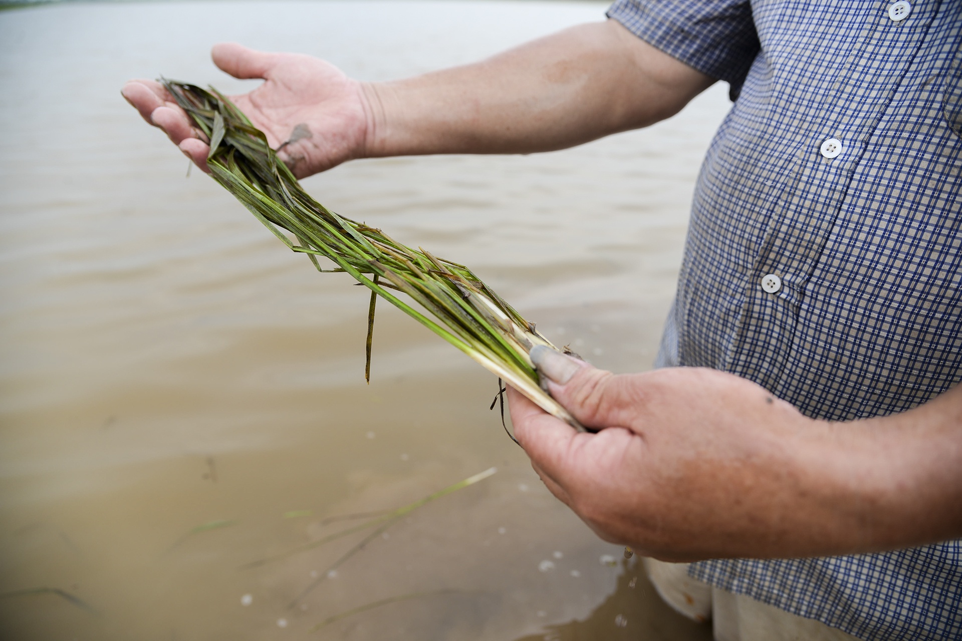200 ha lua ngap chim trong nuoc do mua lon keo dai hinh anh