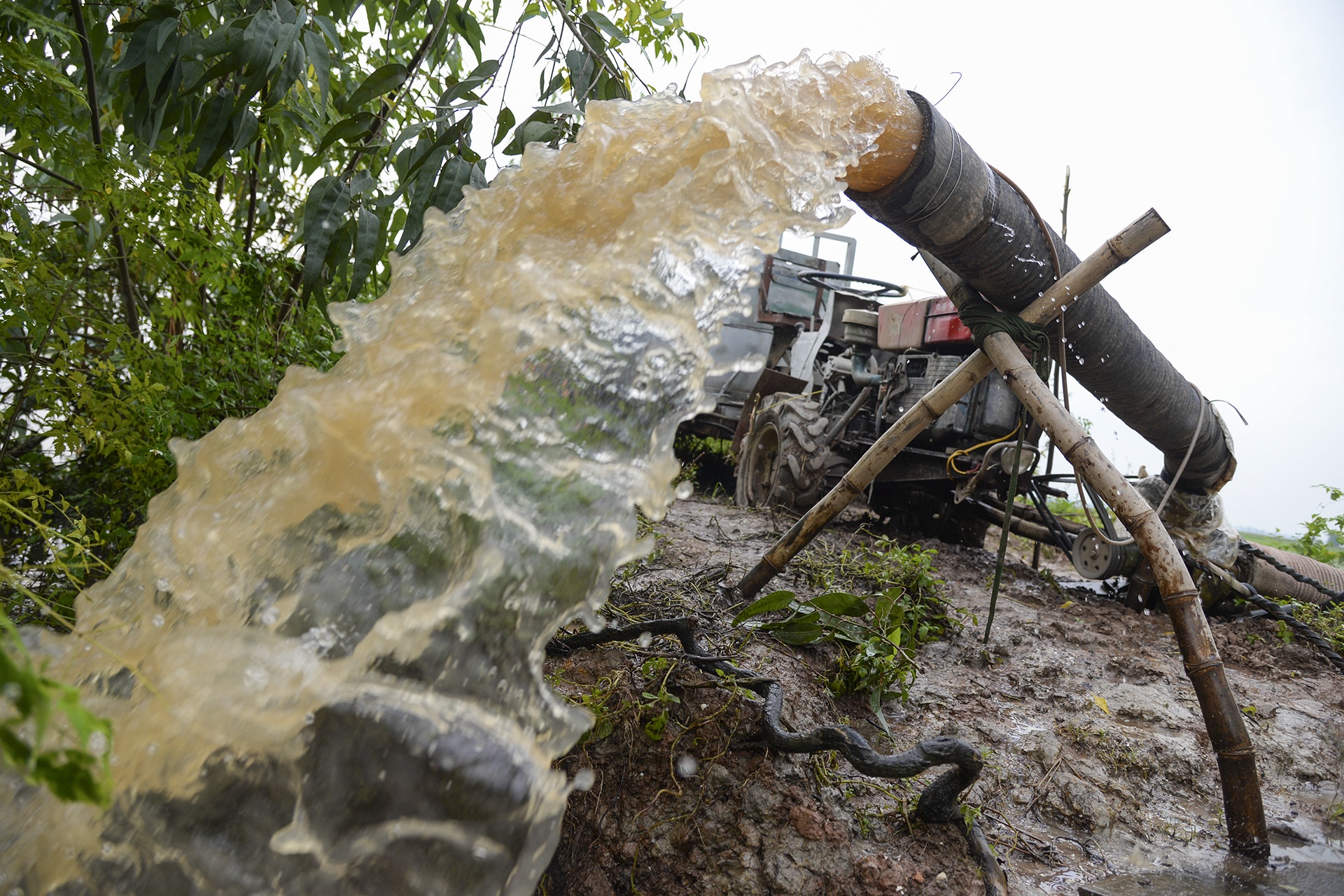 Mua ngap lam chet lua anh 5