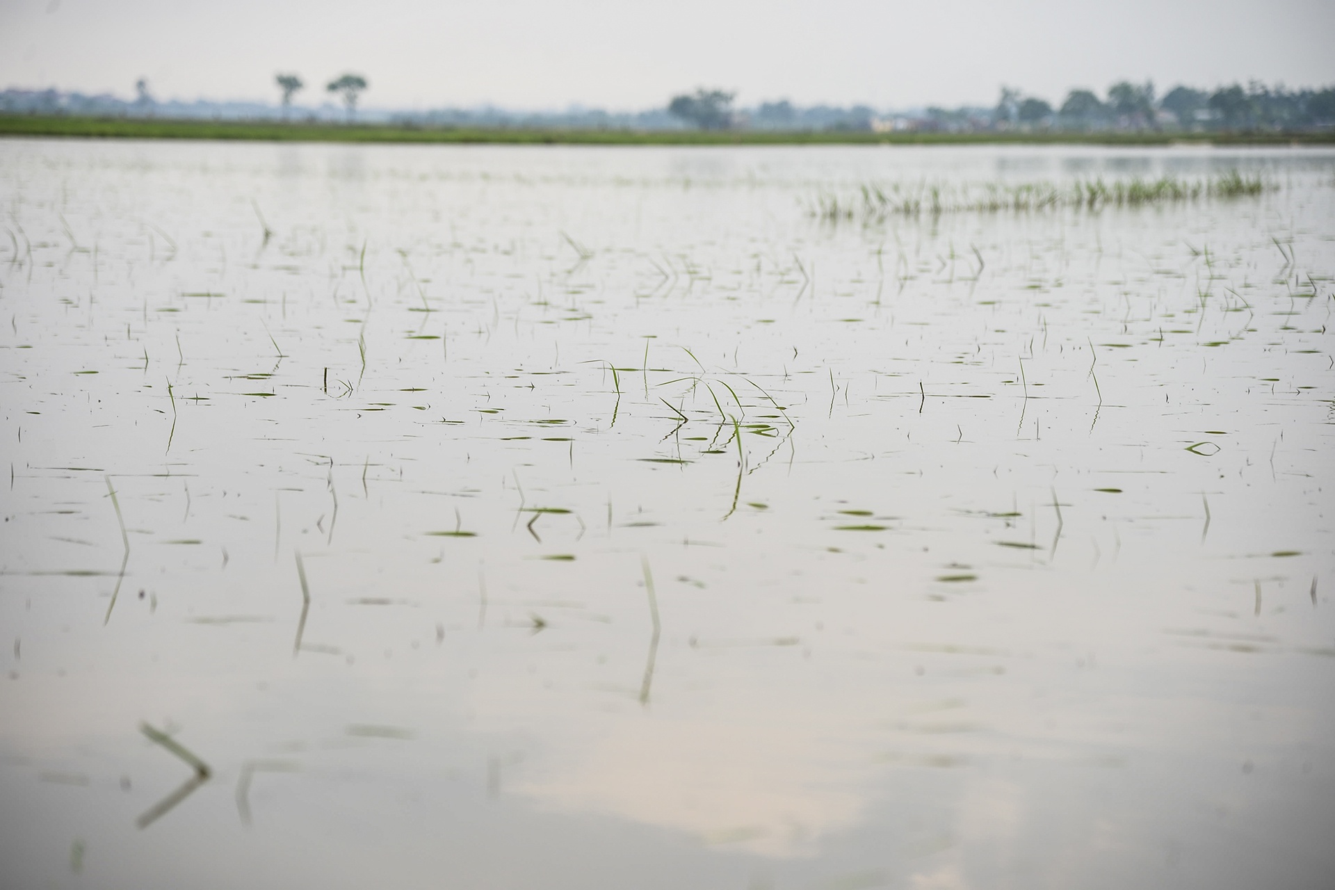 Mua ngap lam chet lua anh 6