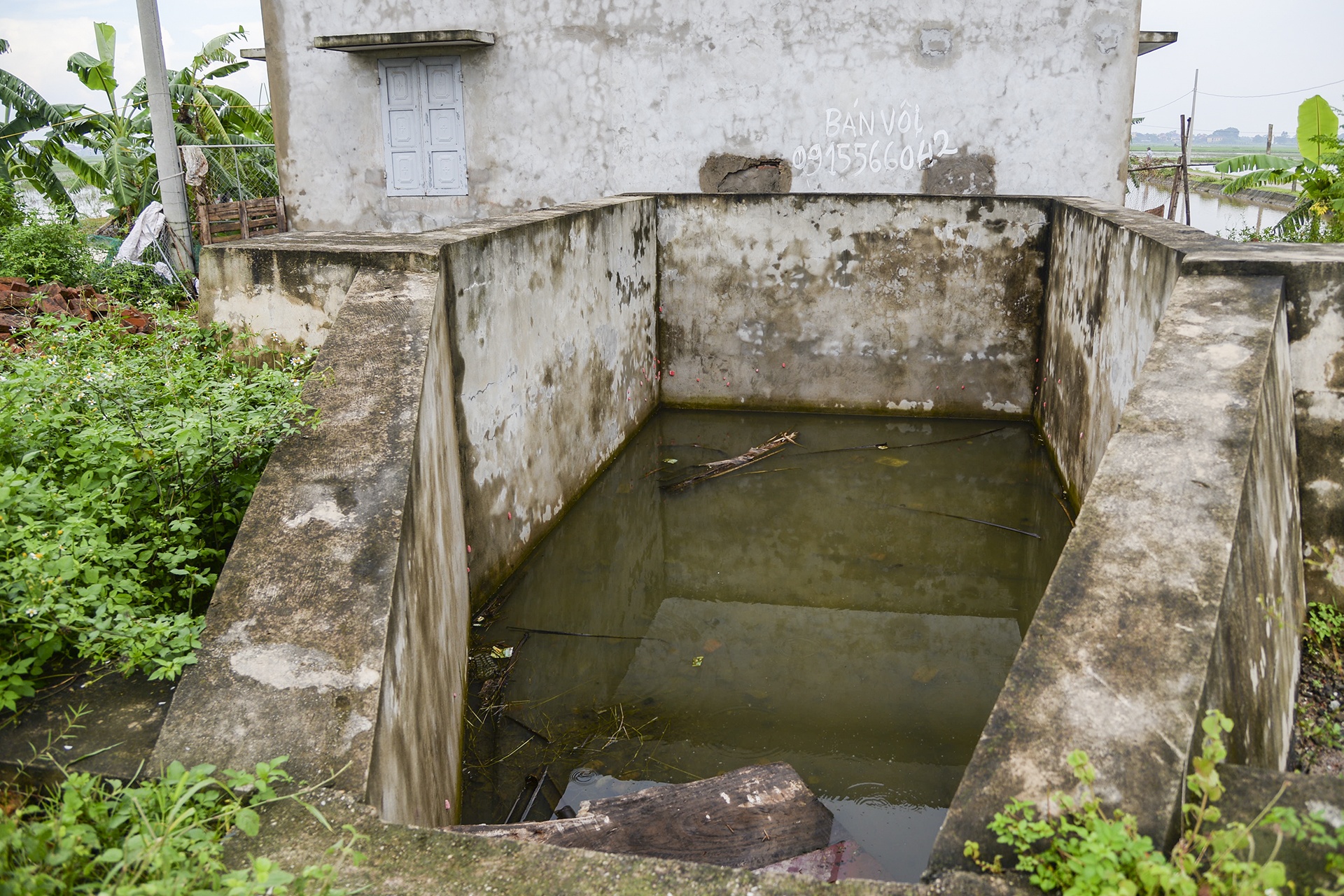 Mua ngap lam chet lua anh 8