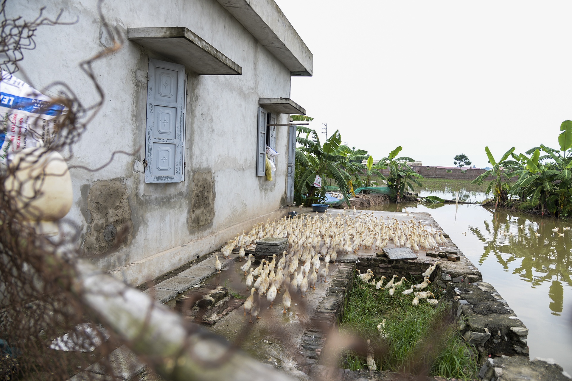 Mua ngap lam chet lua anh 9