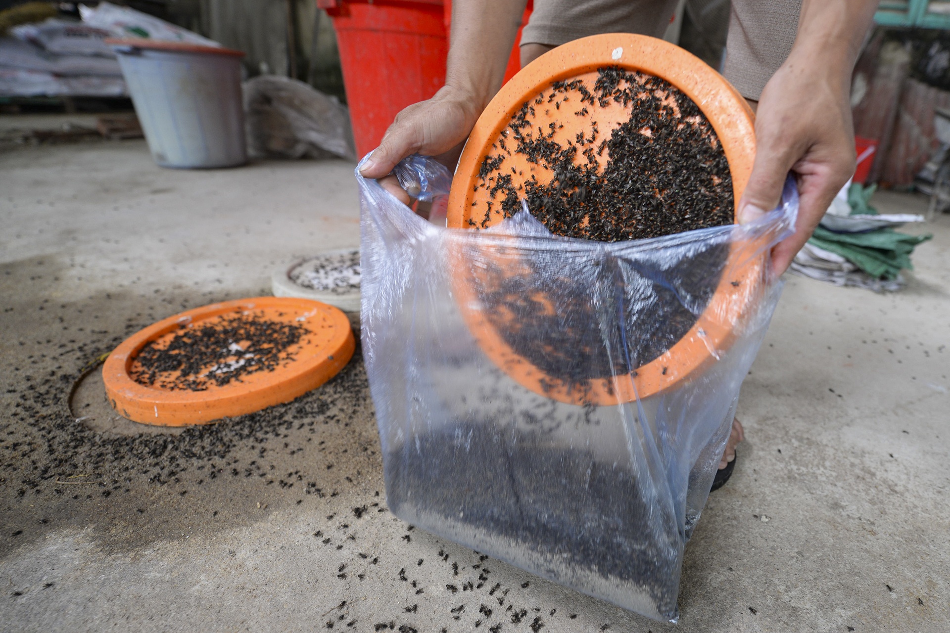 ruoi tan cong nguoi dan song canh bai rac Nam Son anh 16