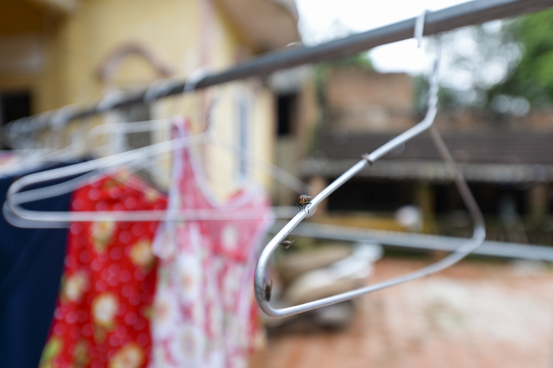 ruoi tan cong nguoi dan song canh bai rac Nam Son anh 4