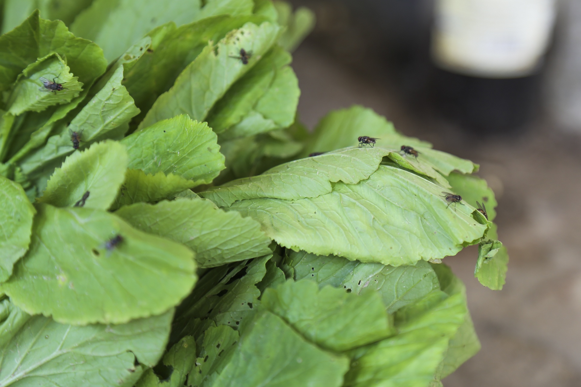 ruoi tan cong nguoi dan song canh bai rac Nam Son anh 5