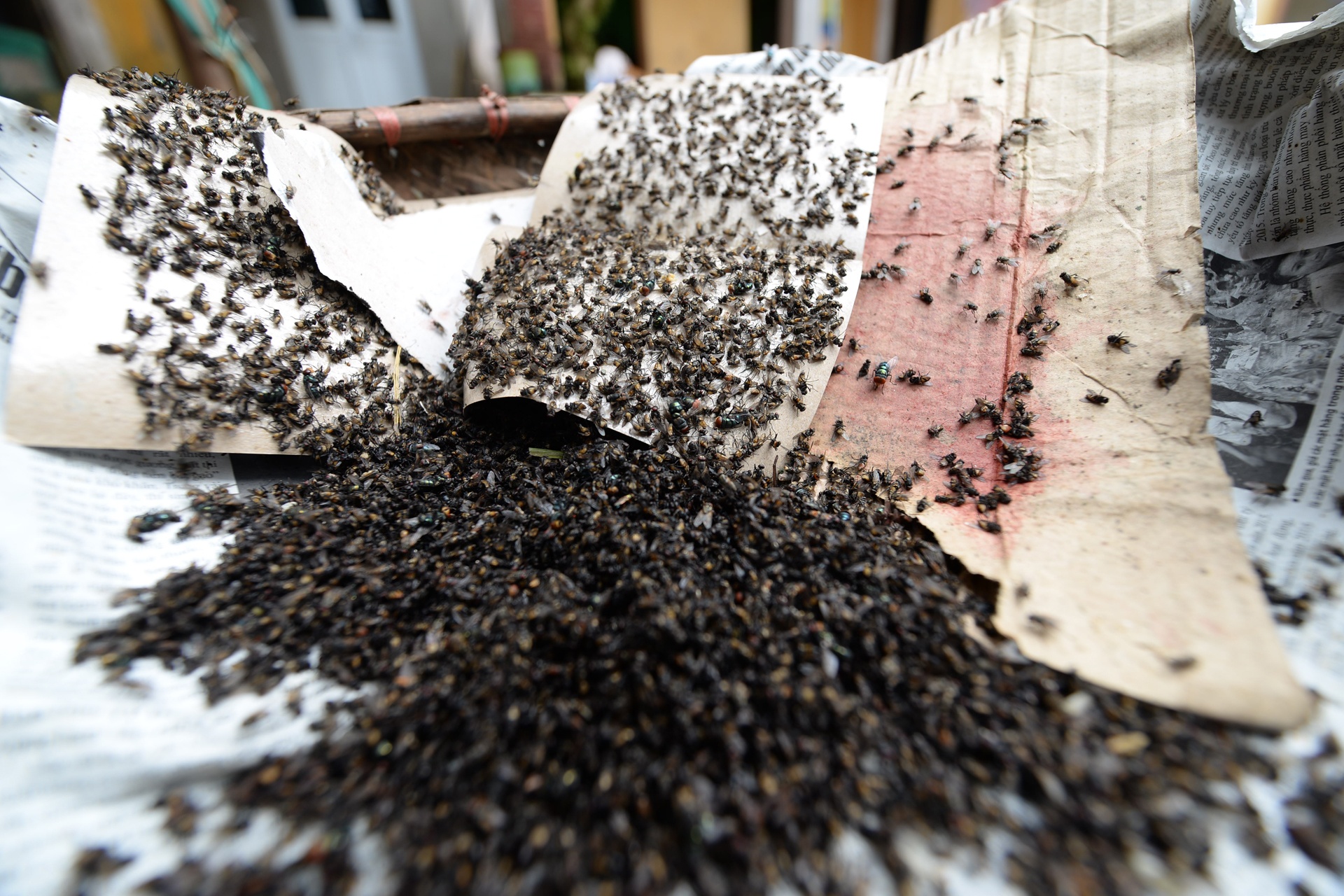 Nguoi dan khon kho vi hang trieu con ruoi hinh anh