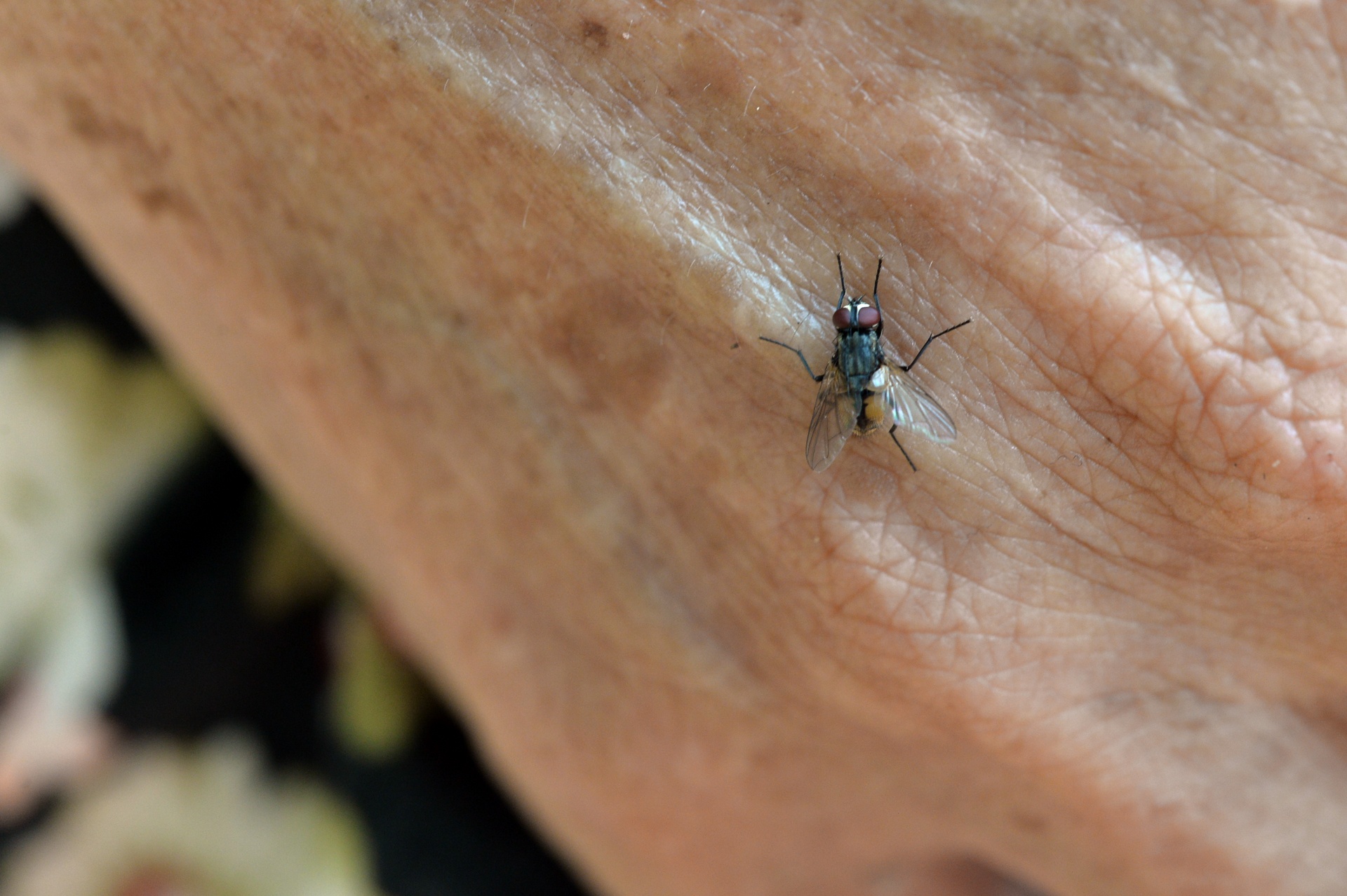 ruoi tan cong nguoi dan song canh bai rac Nam Son anh 6