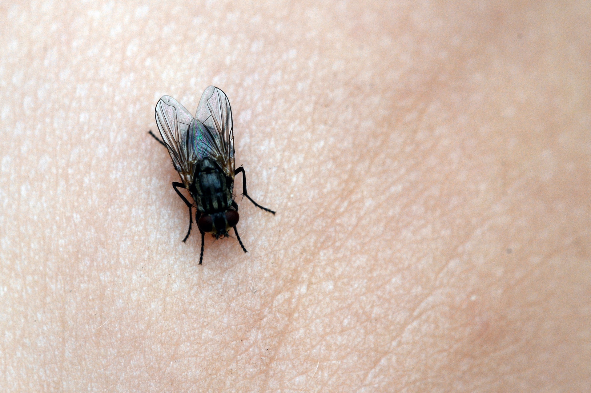 ruoi tan cong nguoi dan song canh bai rac Nam Son anh 7