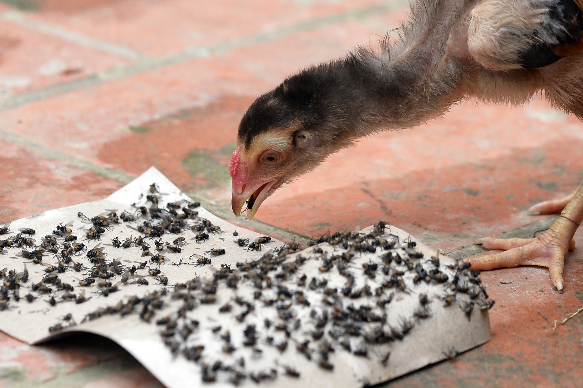 ruoi tan cong nguoi dan song canh bai rac Nam Son anh 9