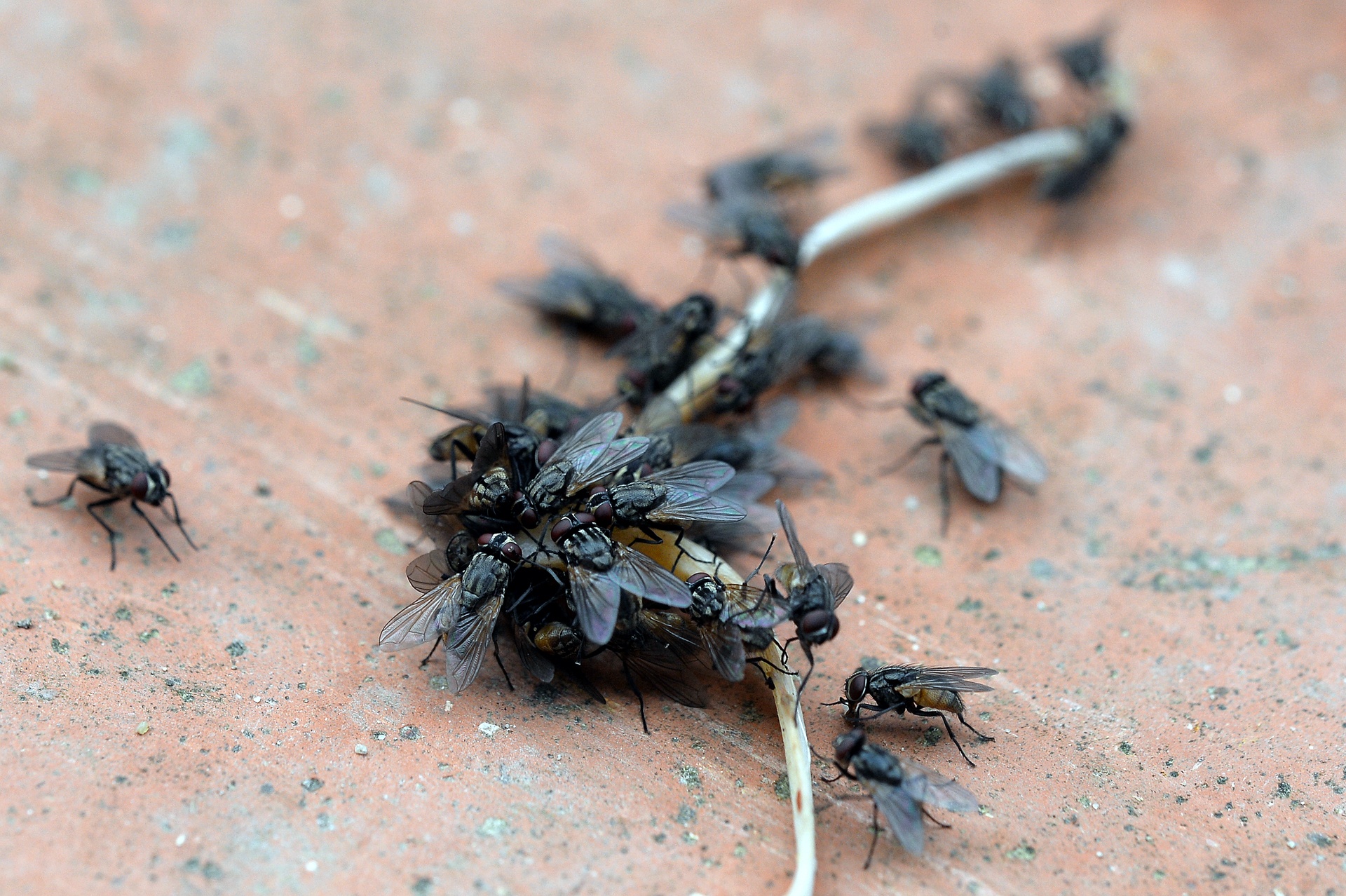 ruoi tan cong nguoi dan song canh bai rac Nam Son anh 8