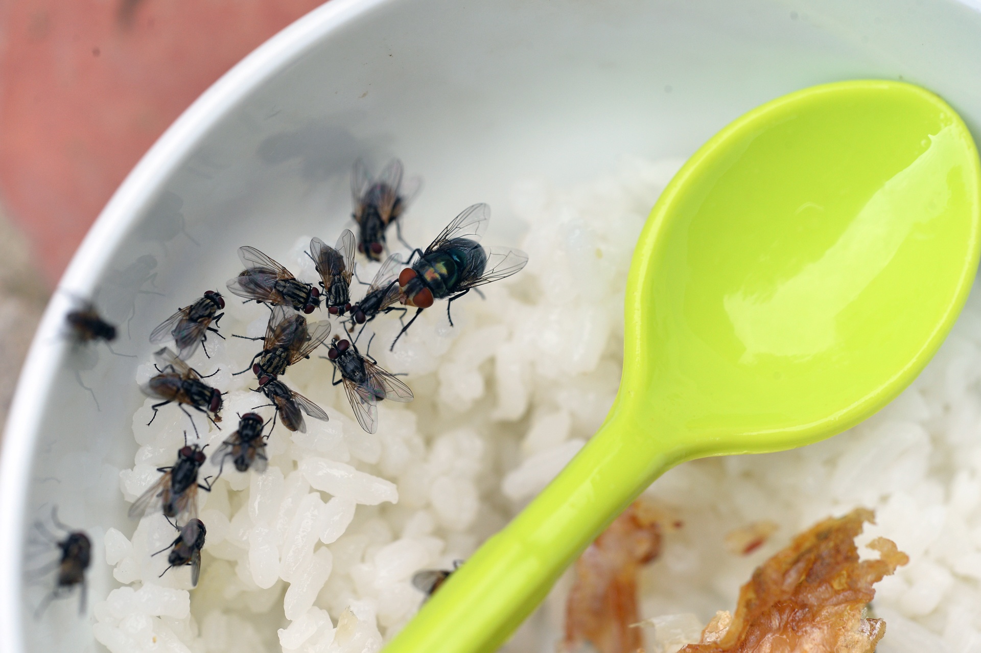 ruoi tan cong nguoi dan song canh bai rac Nam Son anh 2