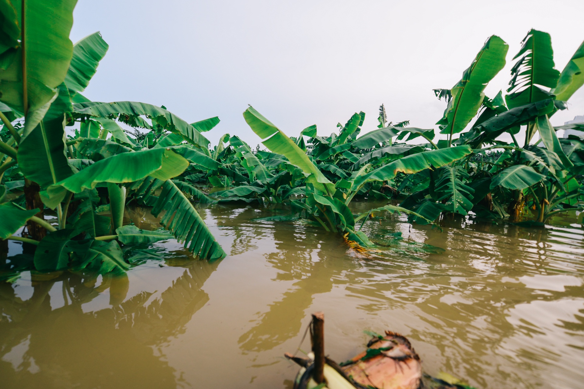 lam thuyen chuoi di chuyen trong mua xa lu anh 1