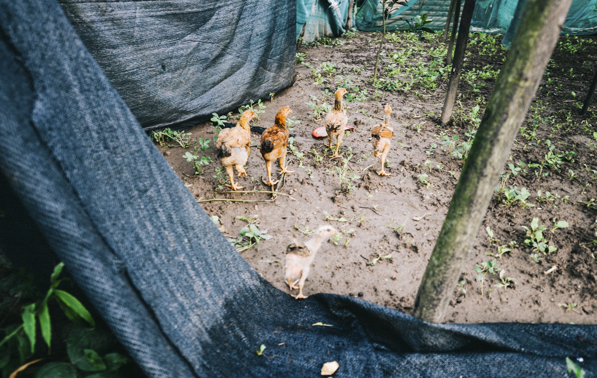 lam thuyen chuoi di chuyen trong mua xa lu anh 8