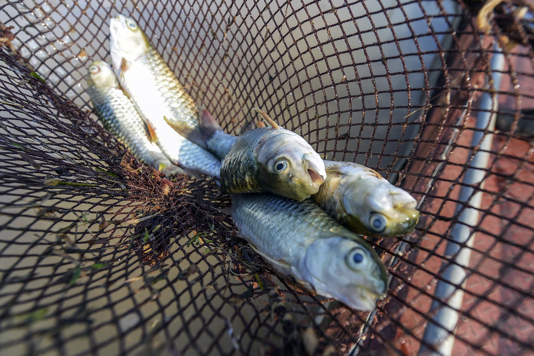 ca chet hang loat cung dot xa nuoc thuy dien hoa binh anh 11