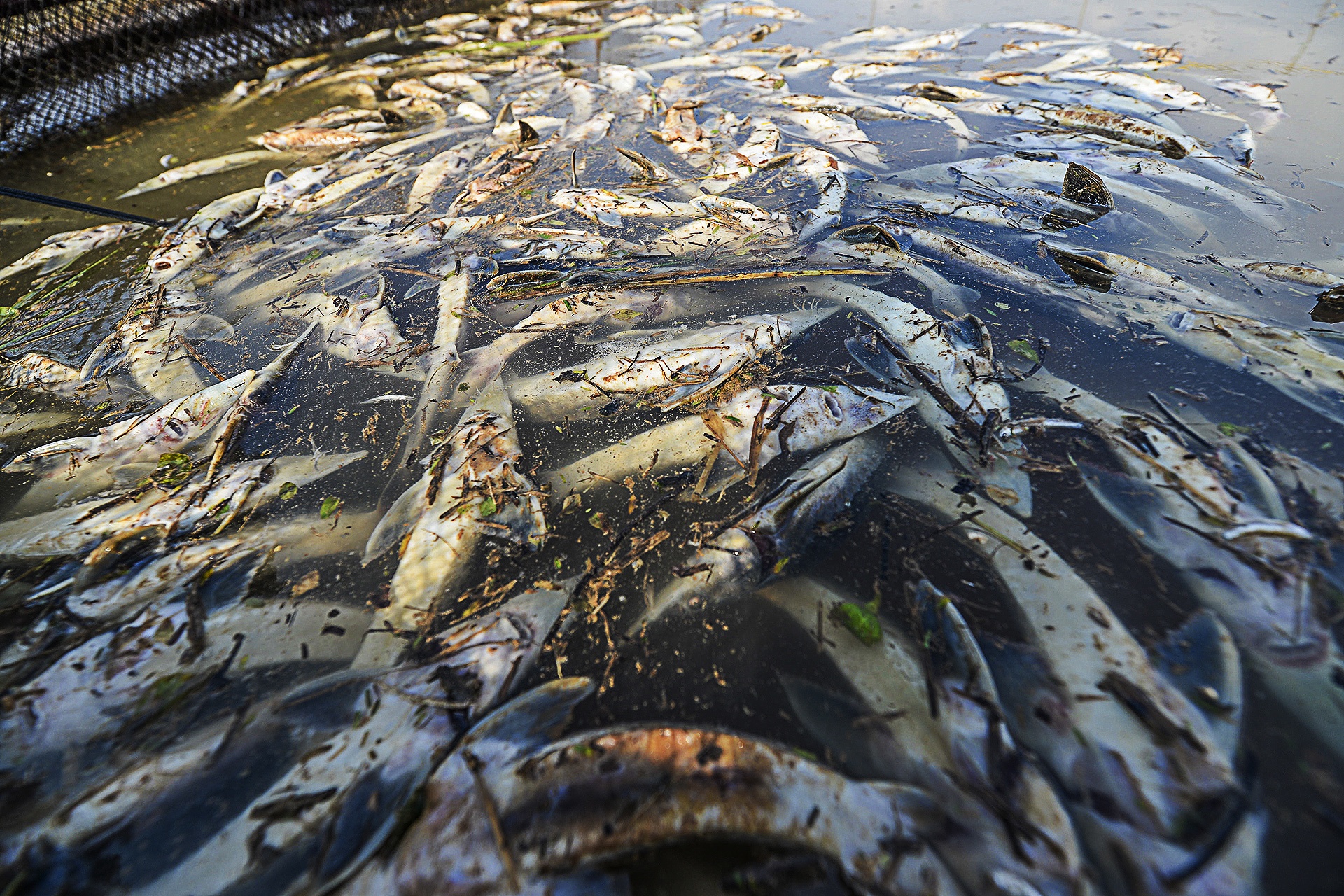ca chet hang loat cung dot xa nuoc thuy dien hoa binh anh 1