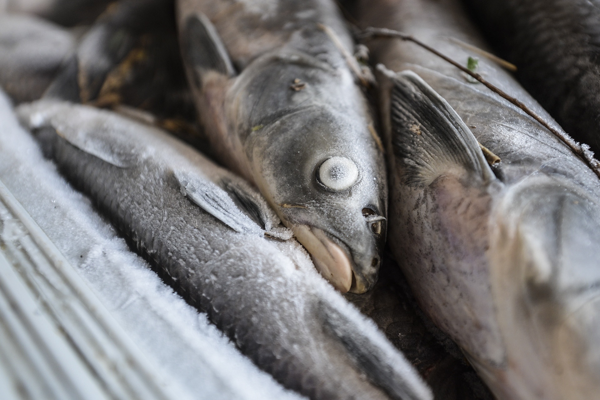 ca chet hang loat cung dot xa nuoc thuy dien hoa binh anh 6