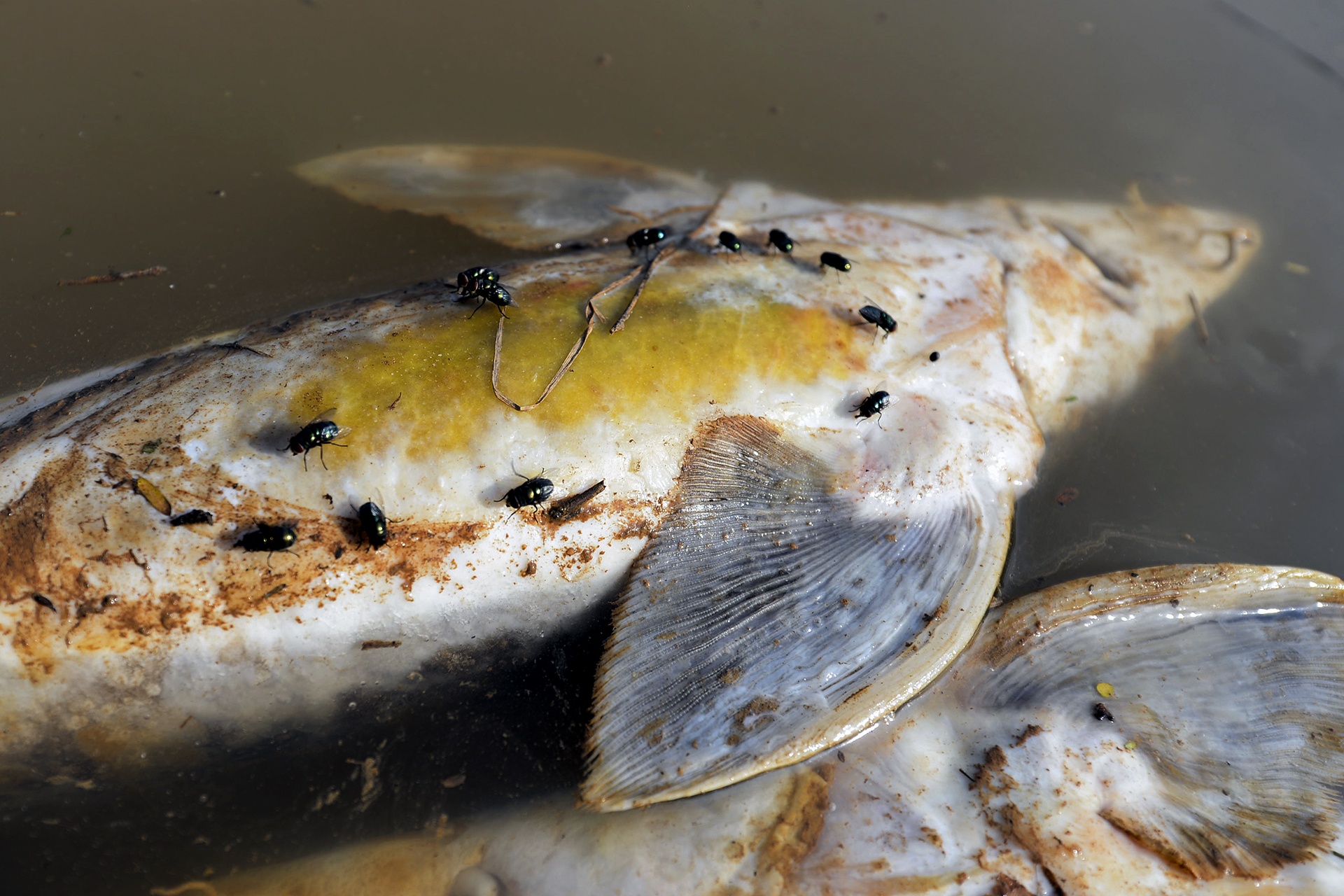 ca chet hang loat cung dot xa nuoc thuy dien hoa binh anh 8